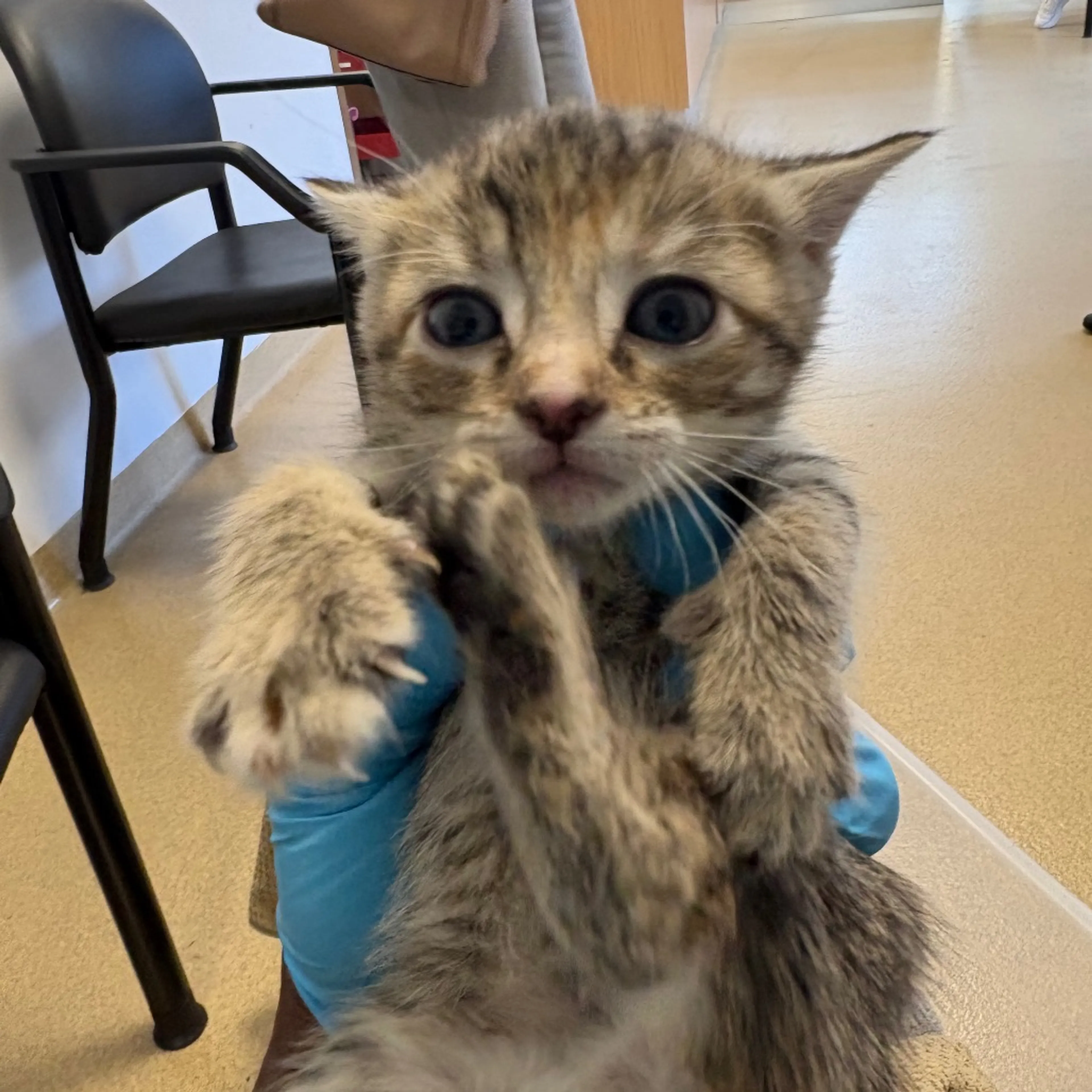 Found pet-1