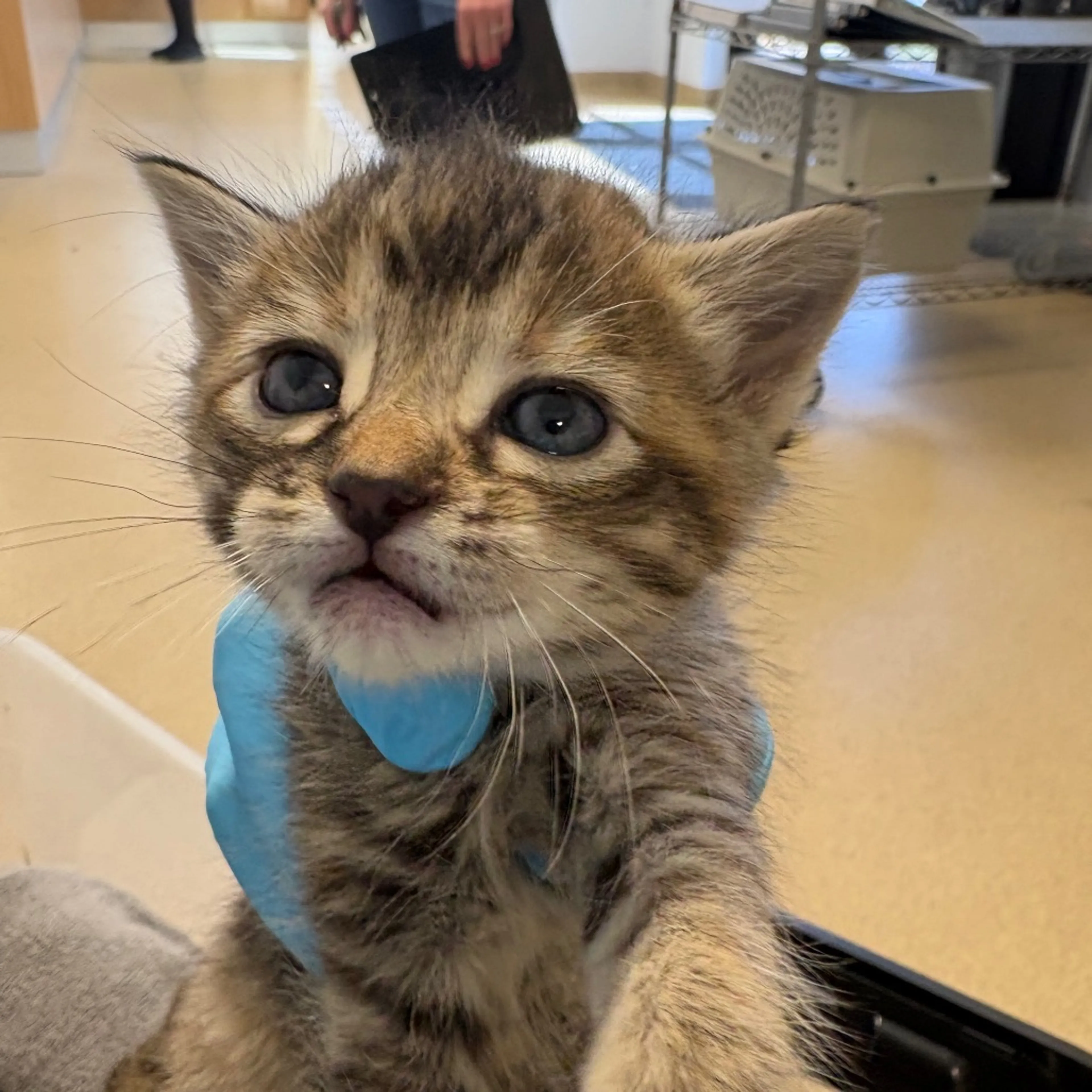 Found pet