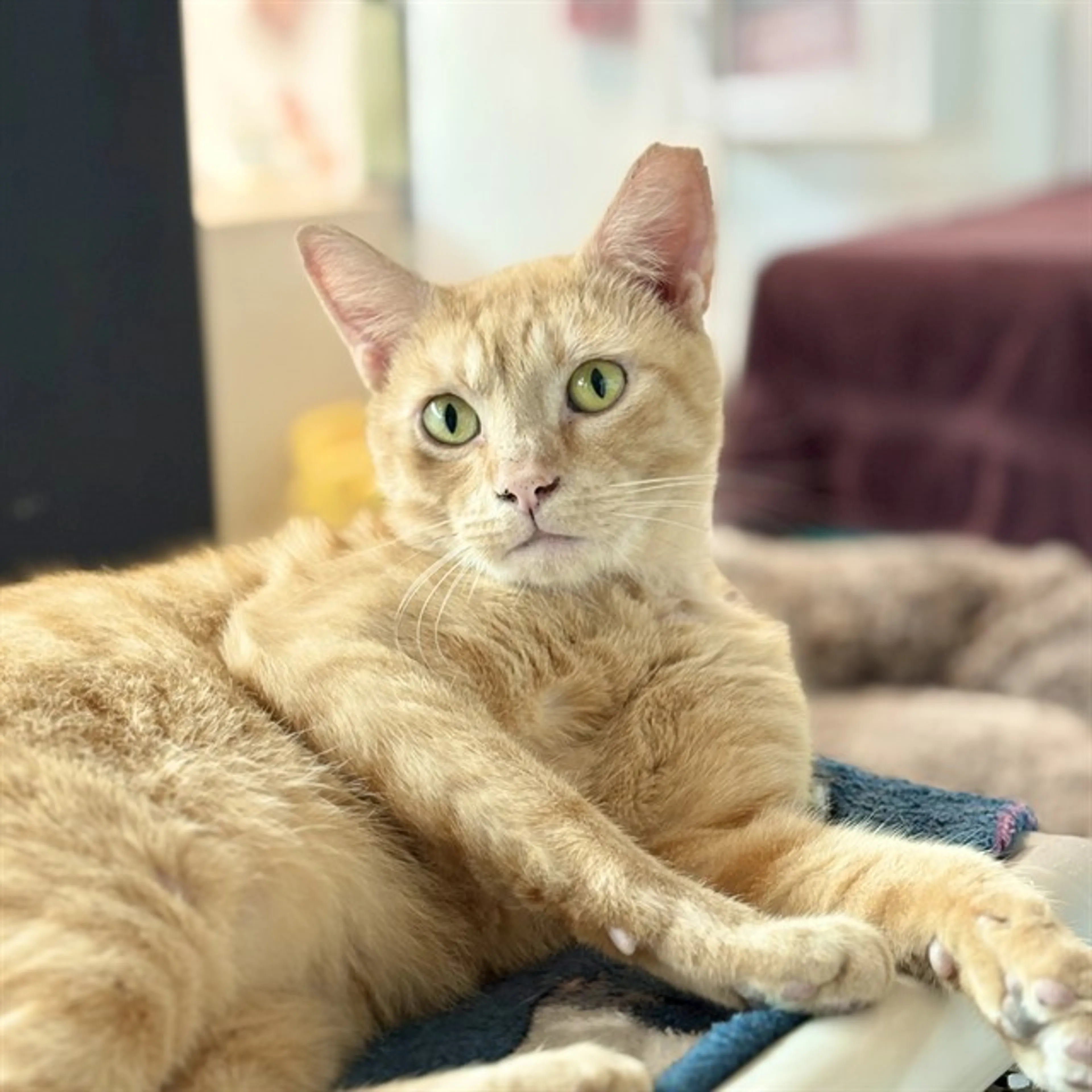 Found pet
