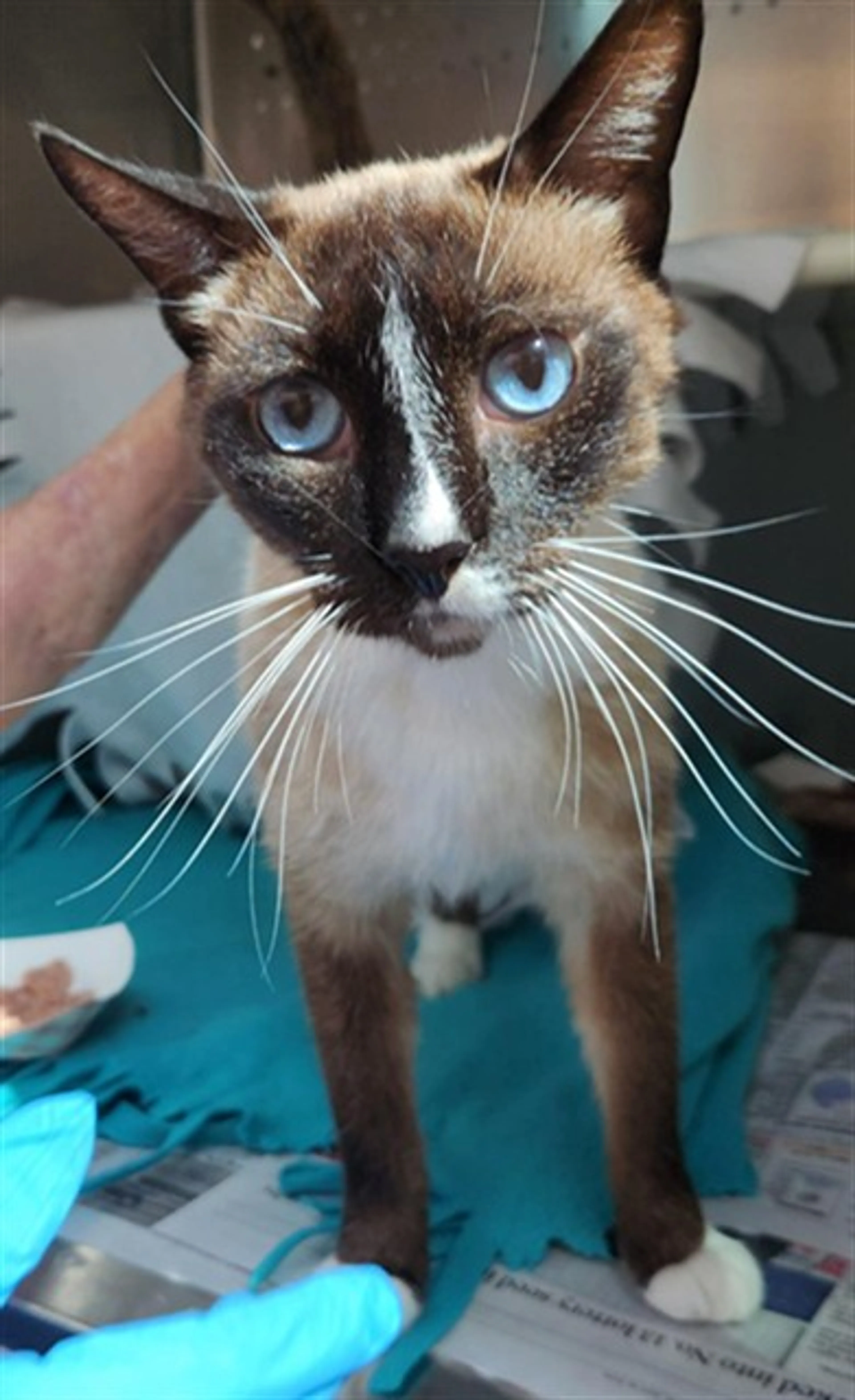 Found pet