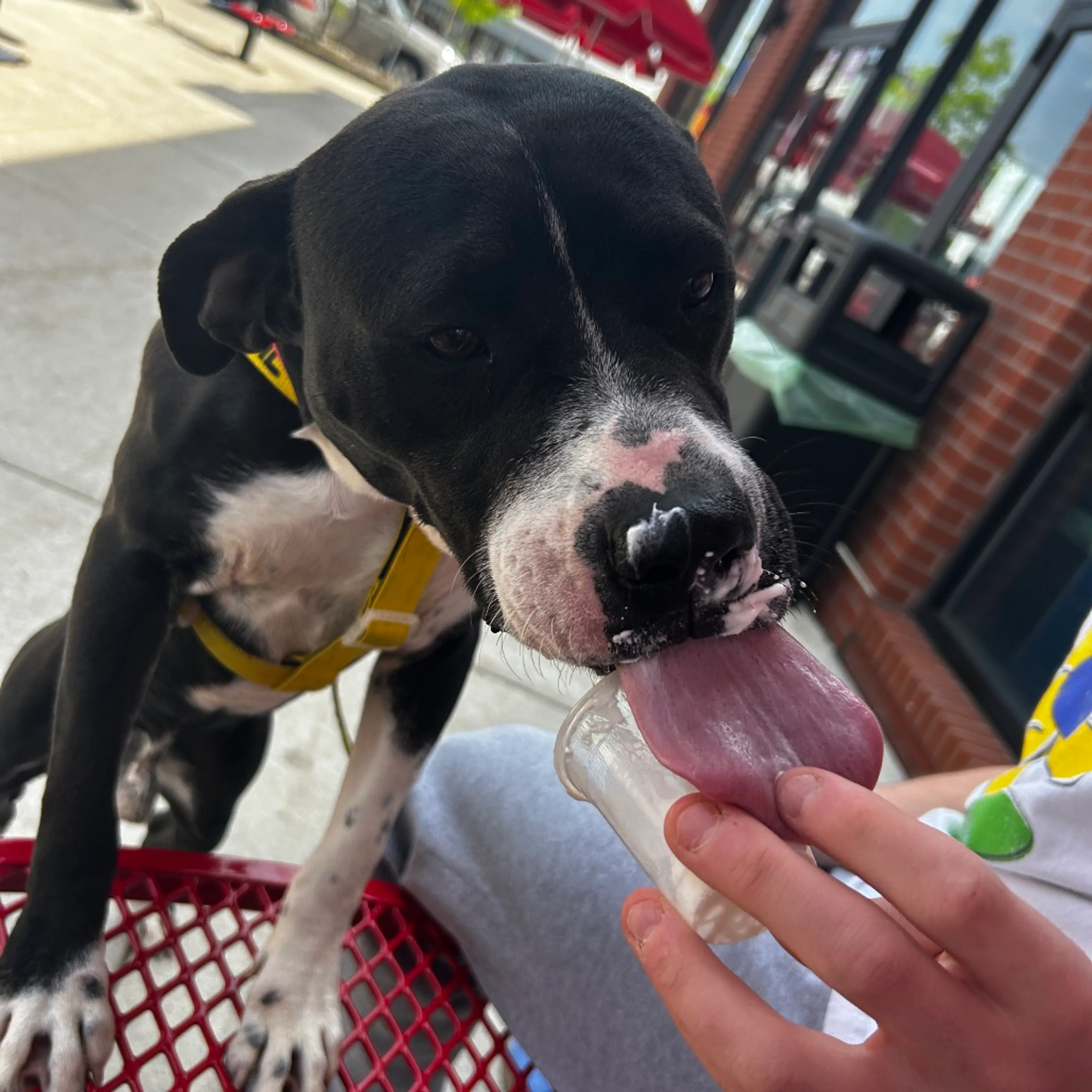 Found pet-11