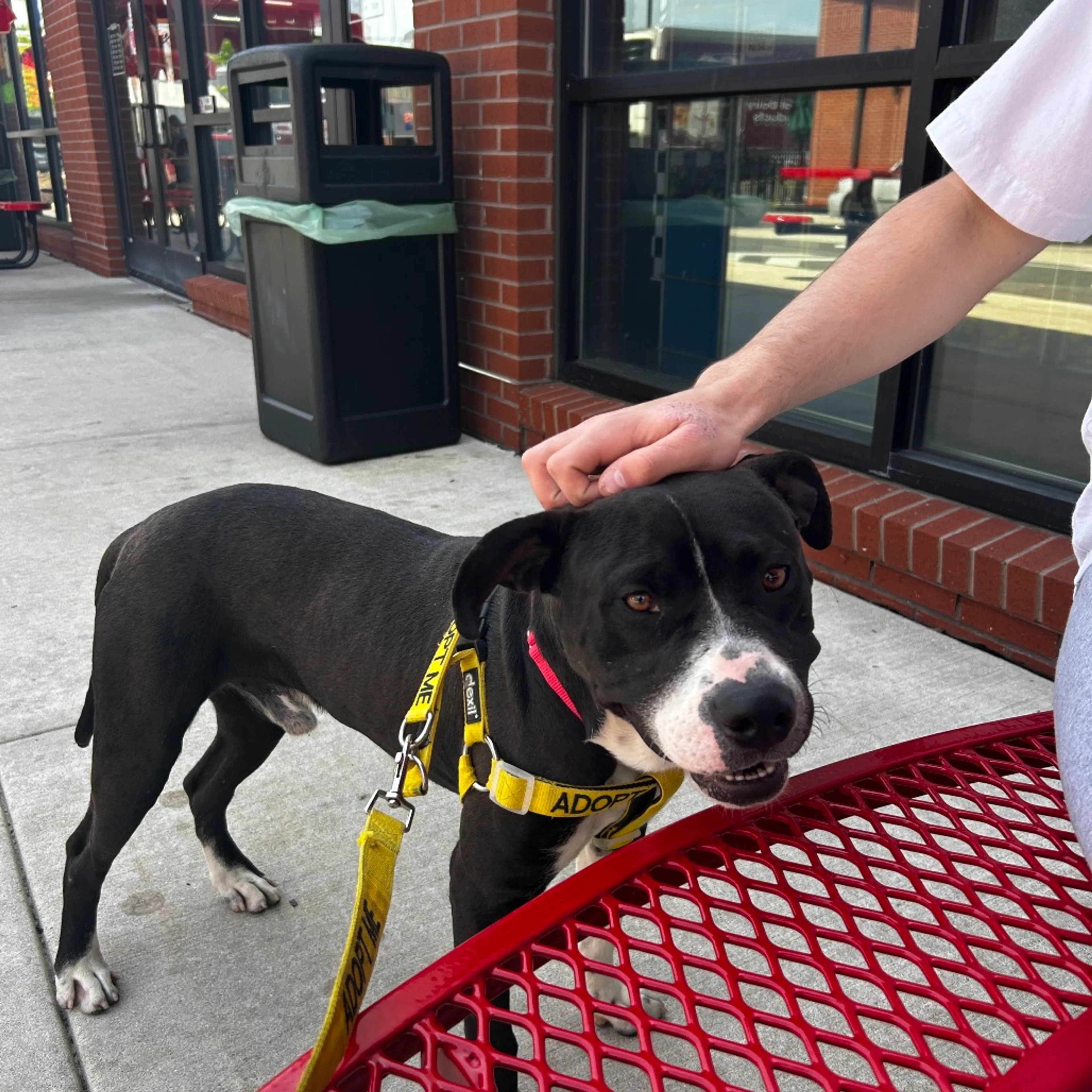 Found pet-12