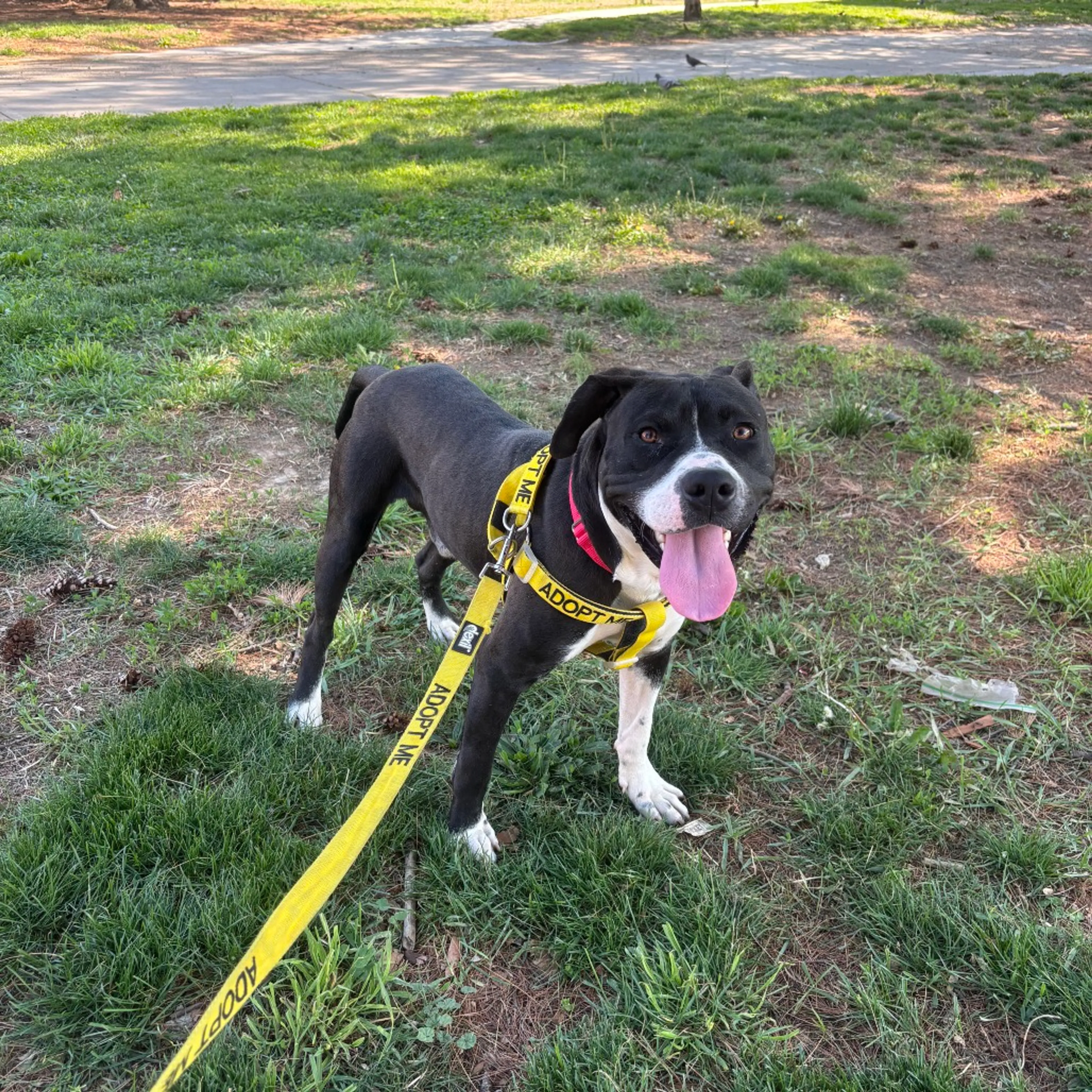 Found pet-8