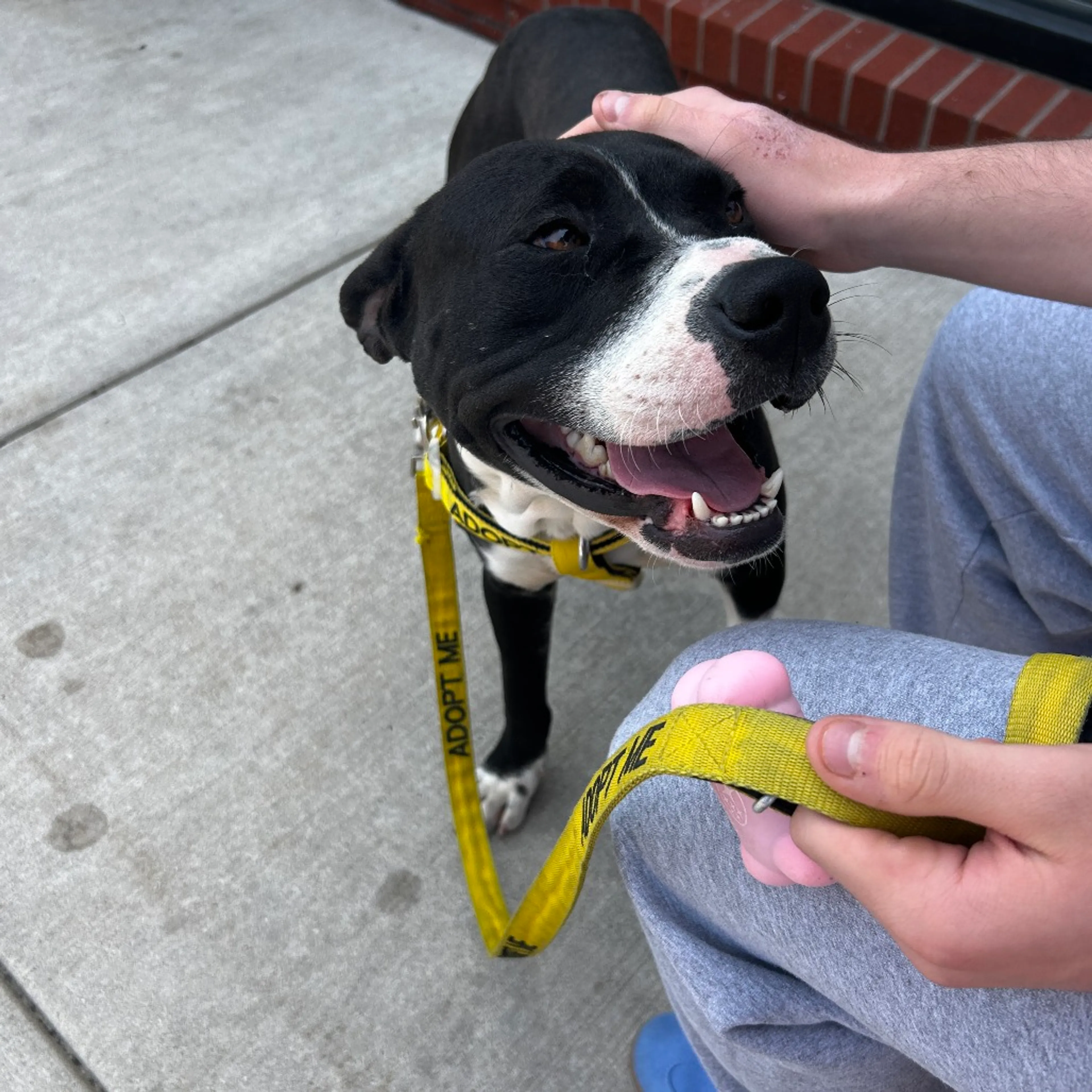 Found pet-10