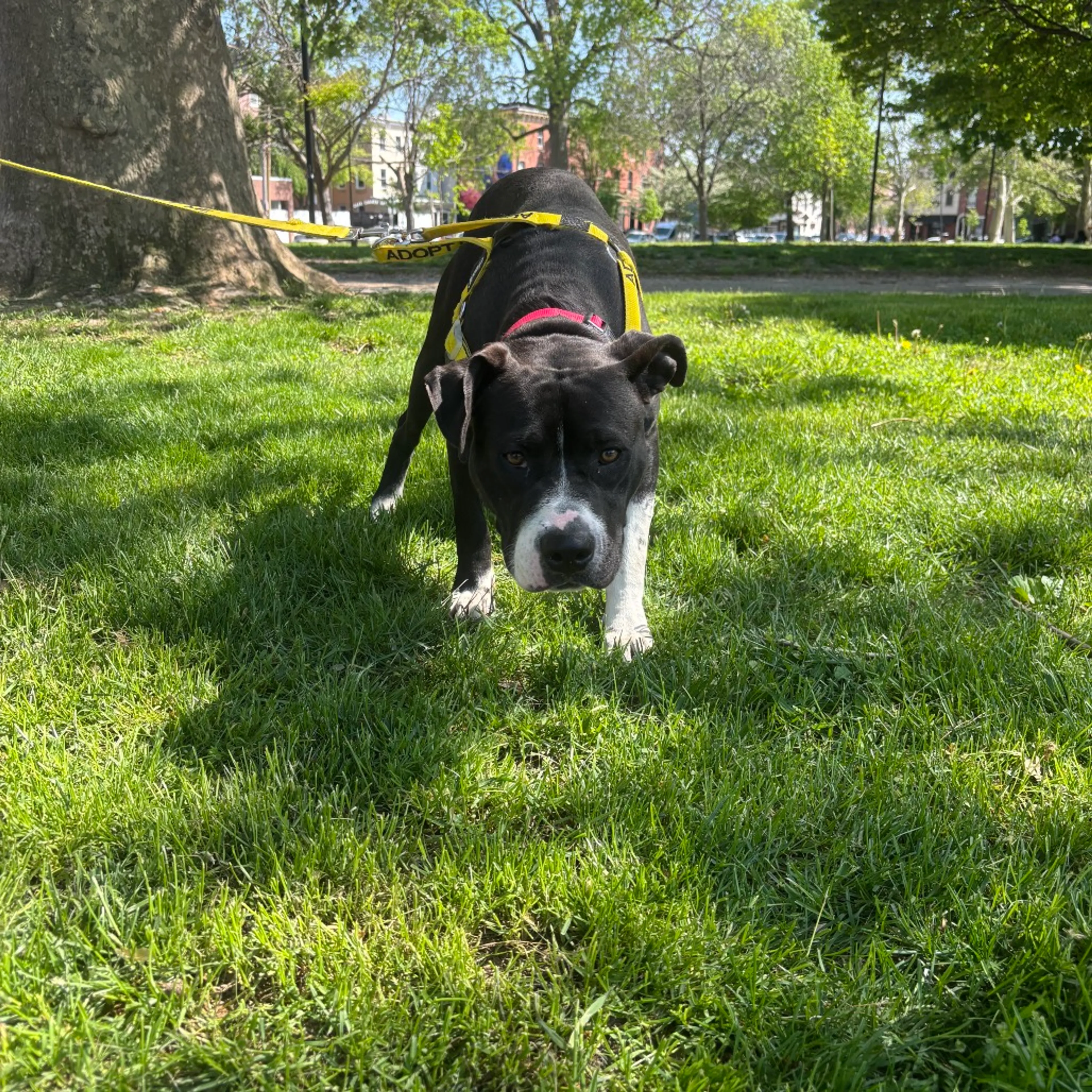 Found pet-9