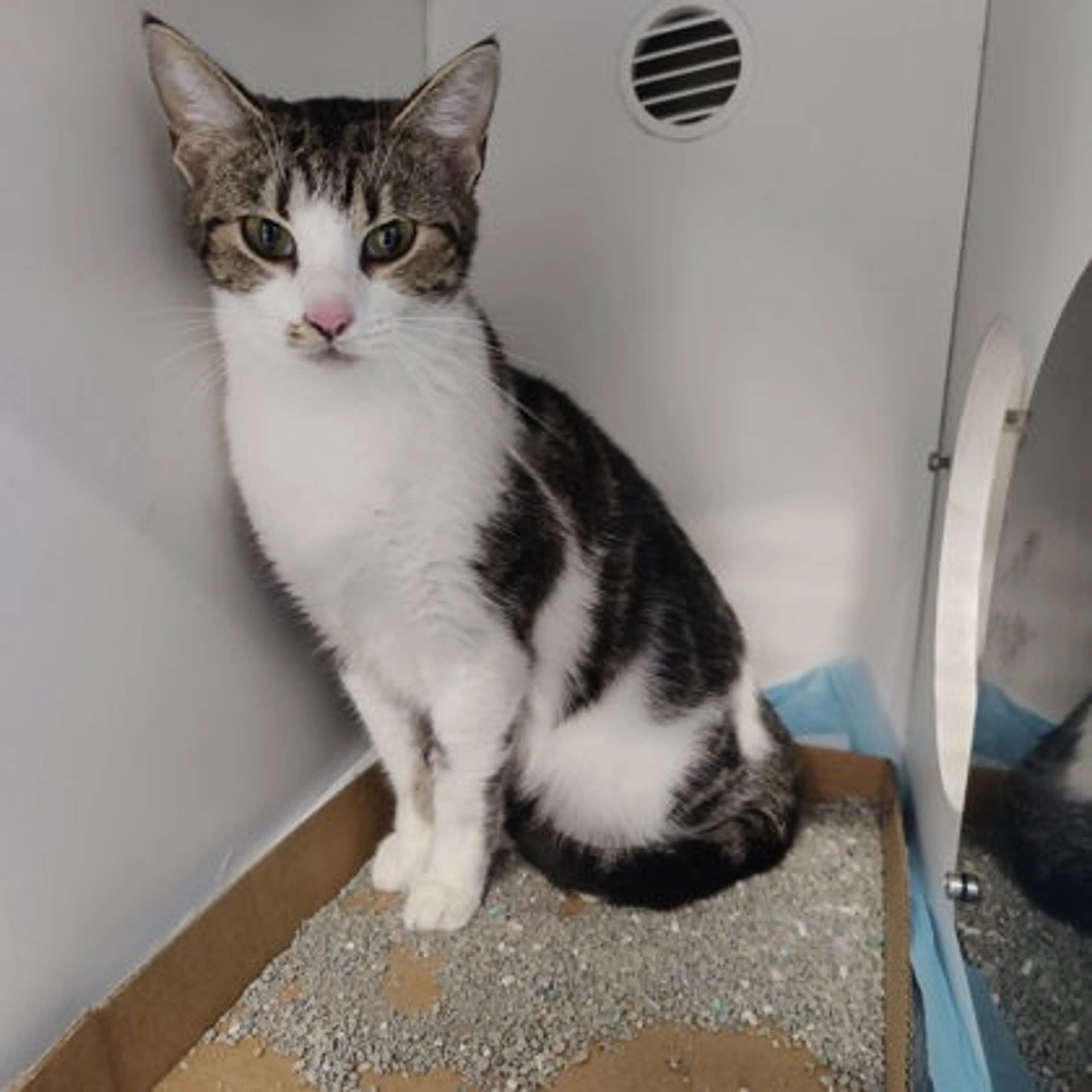 Found pet-2
