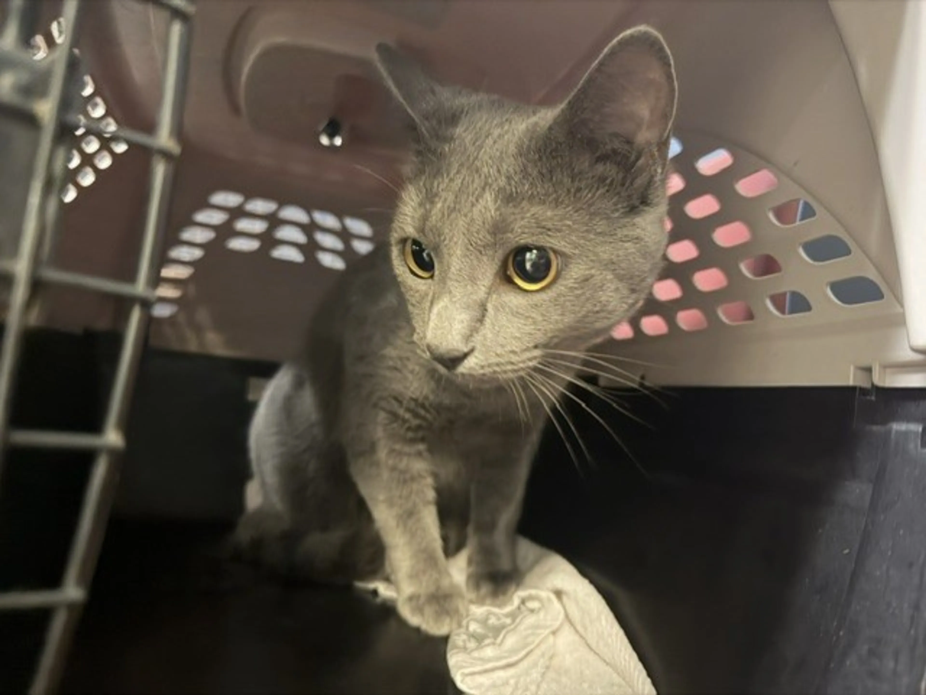 Found pet