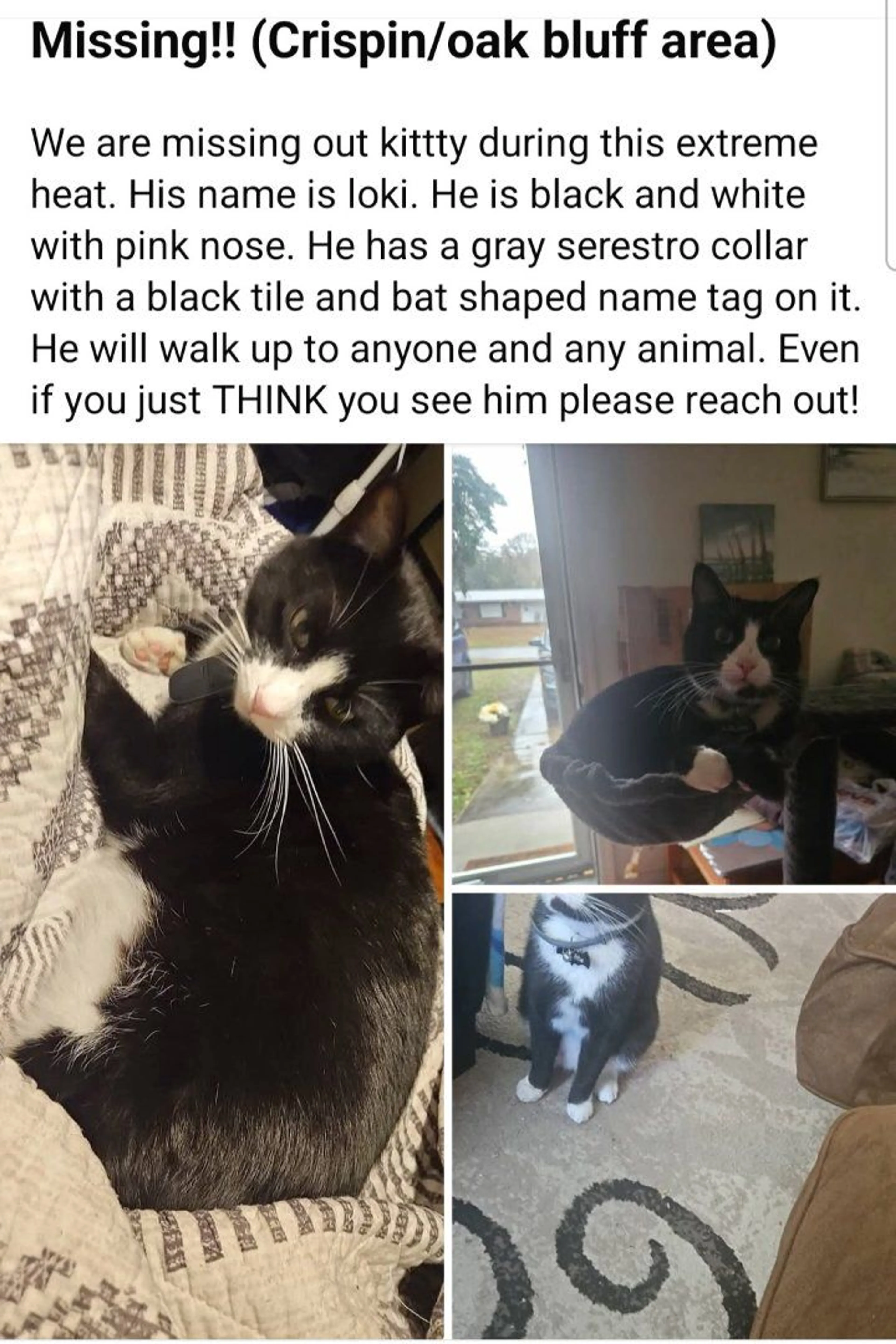 Lost pet
