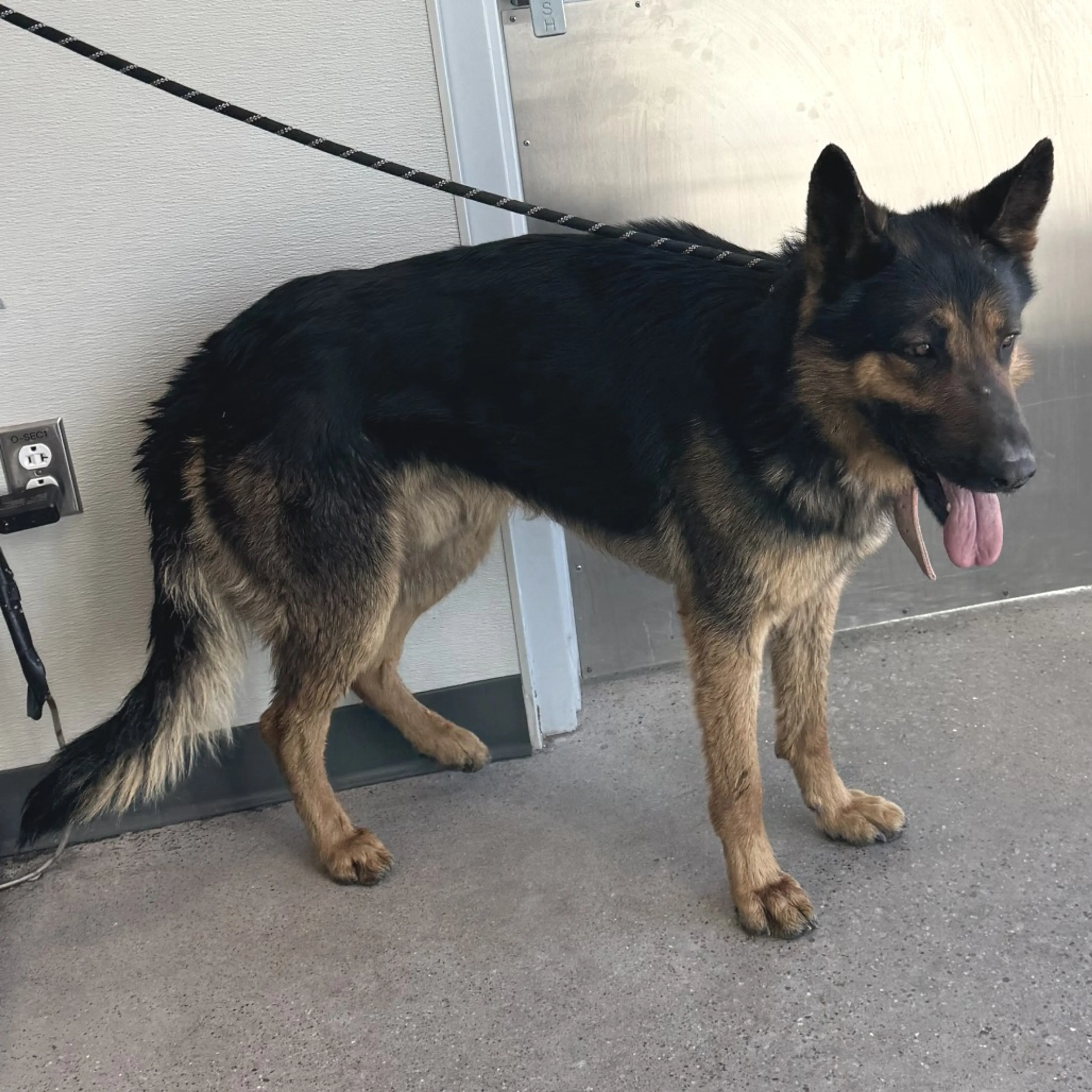 Found pet-1