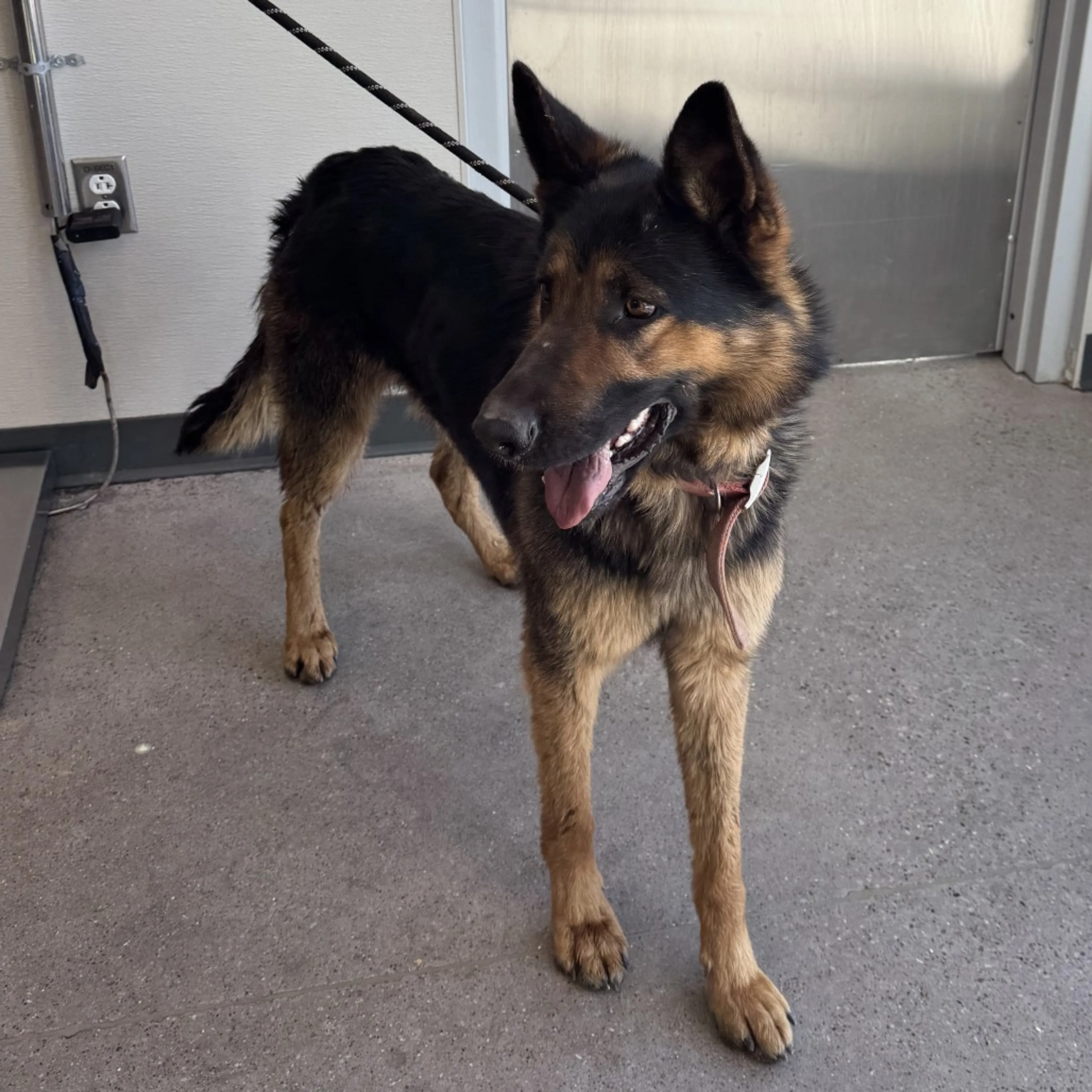Found pet-4