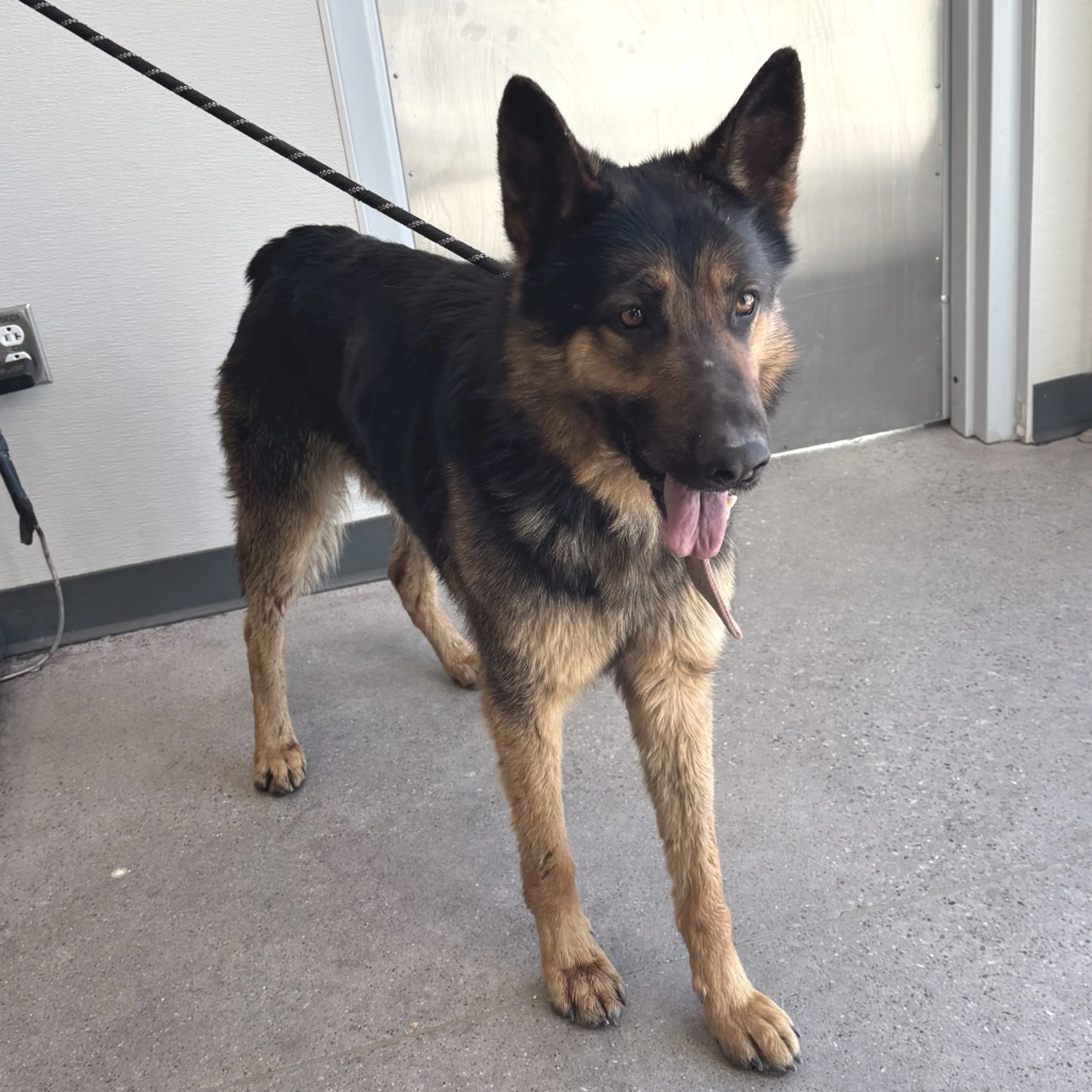 Found pet-2
