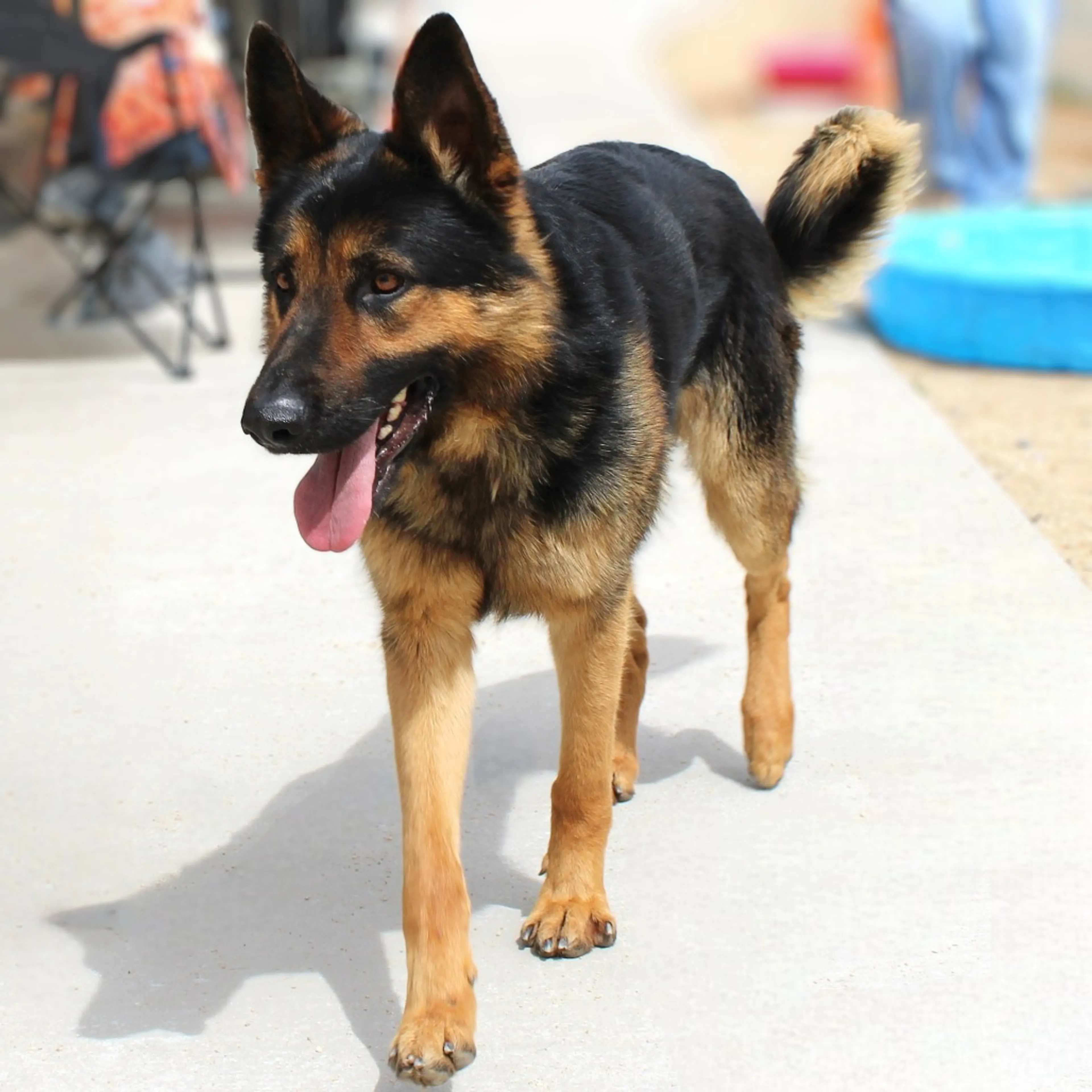Found pet-9