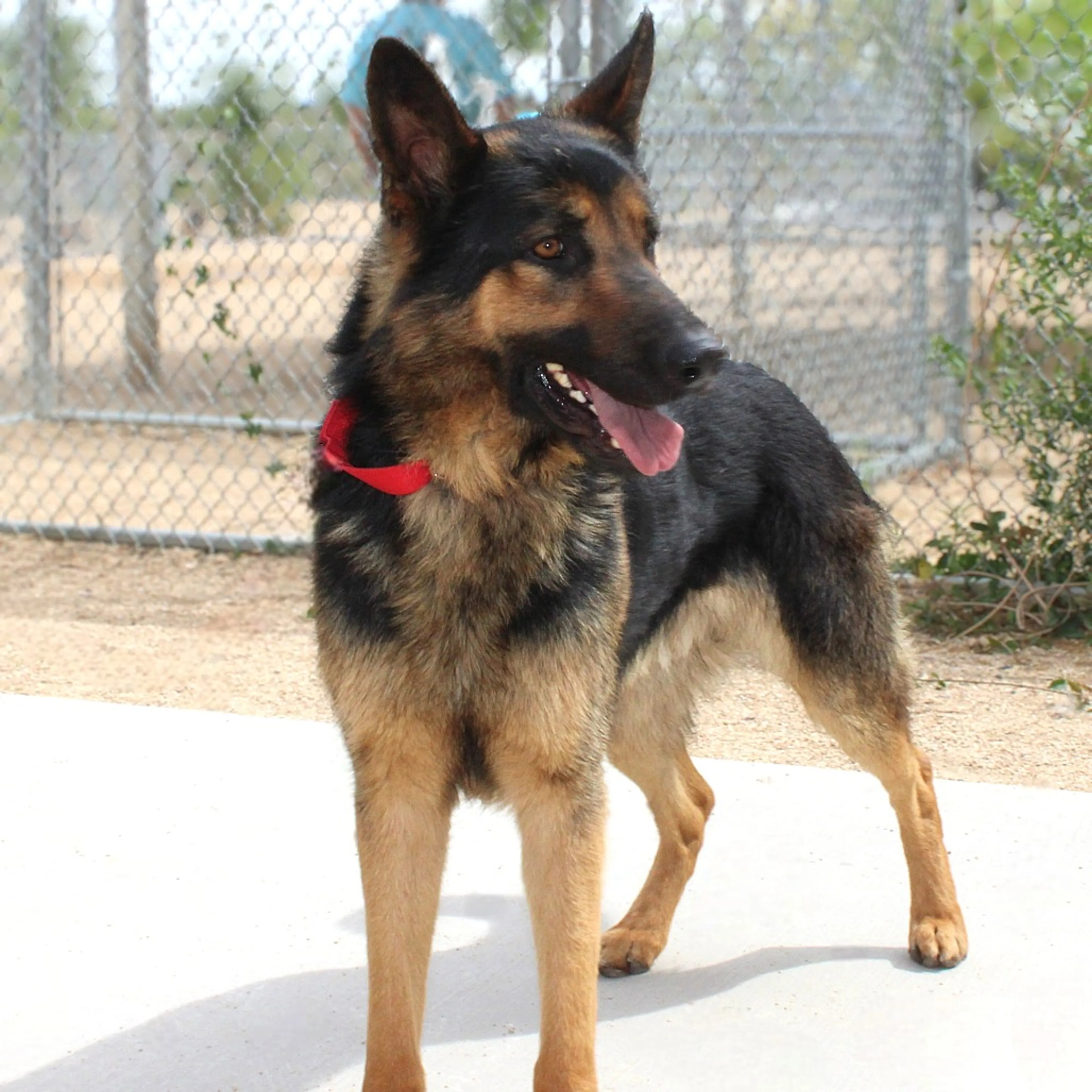 Found pet-7