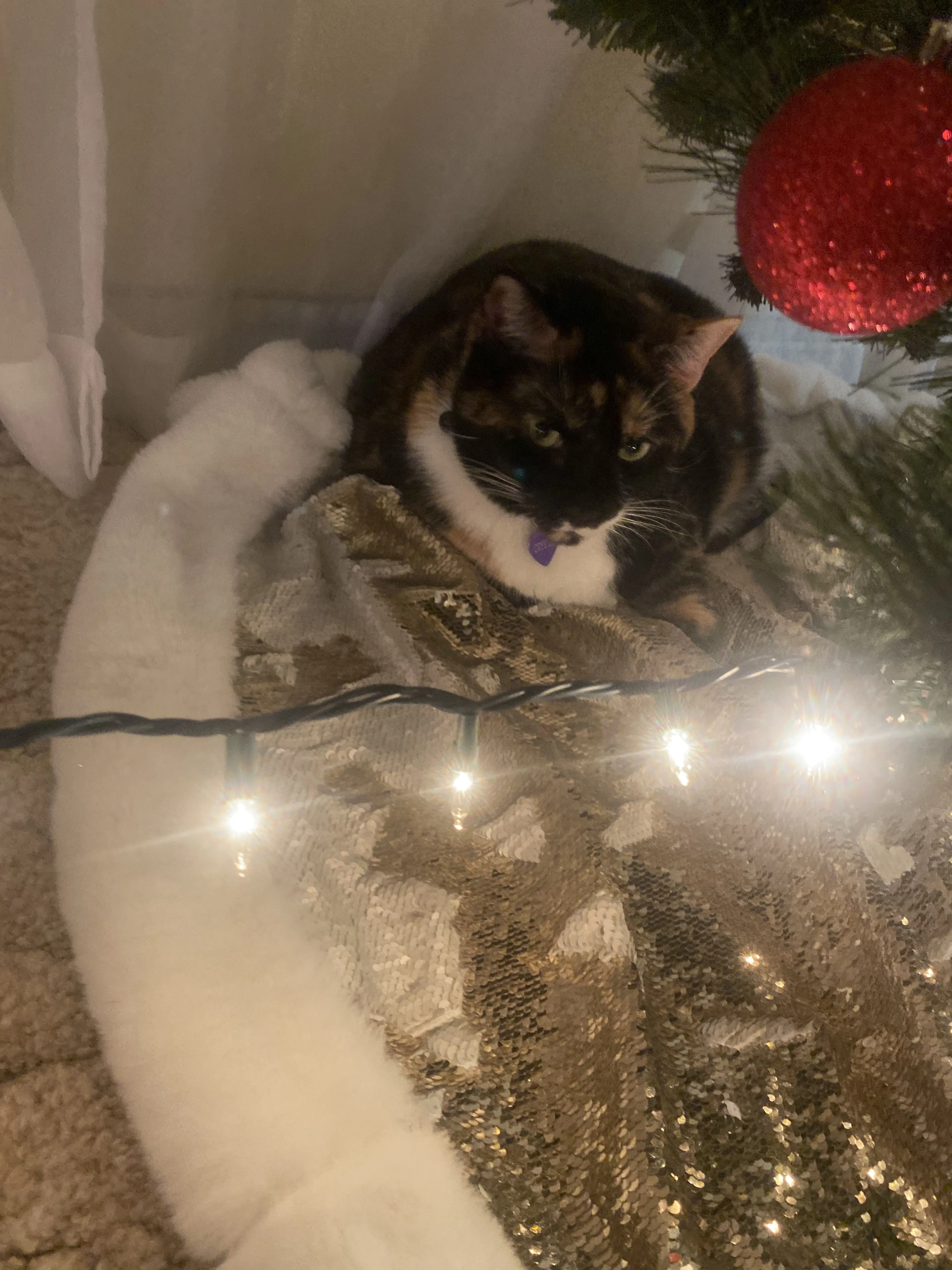 Lost pet