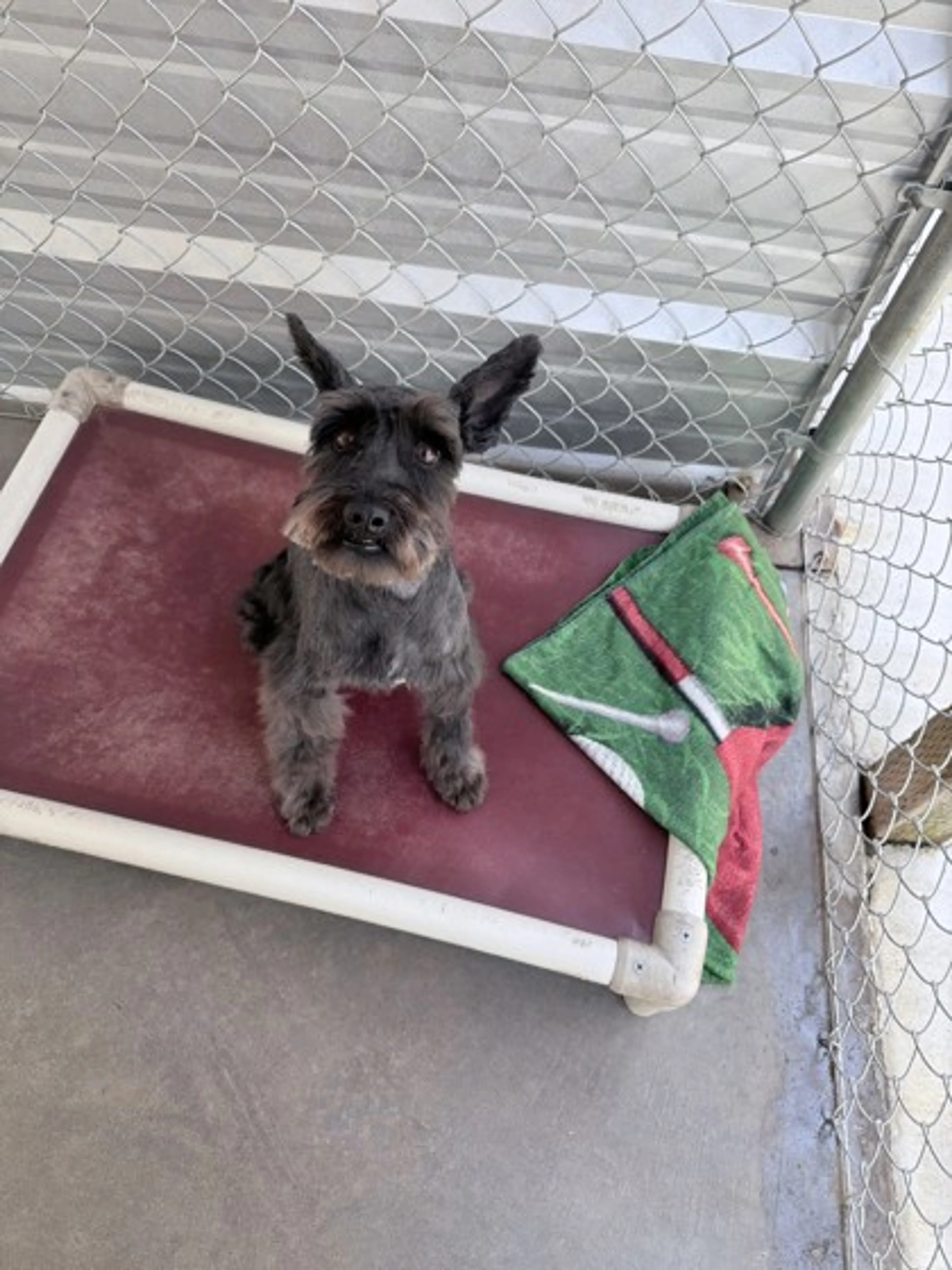 Found pet