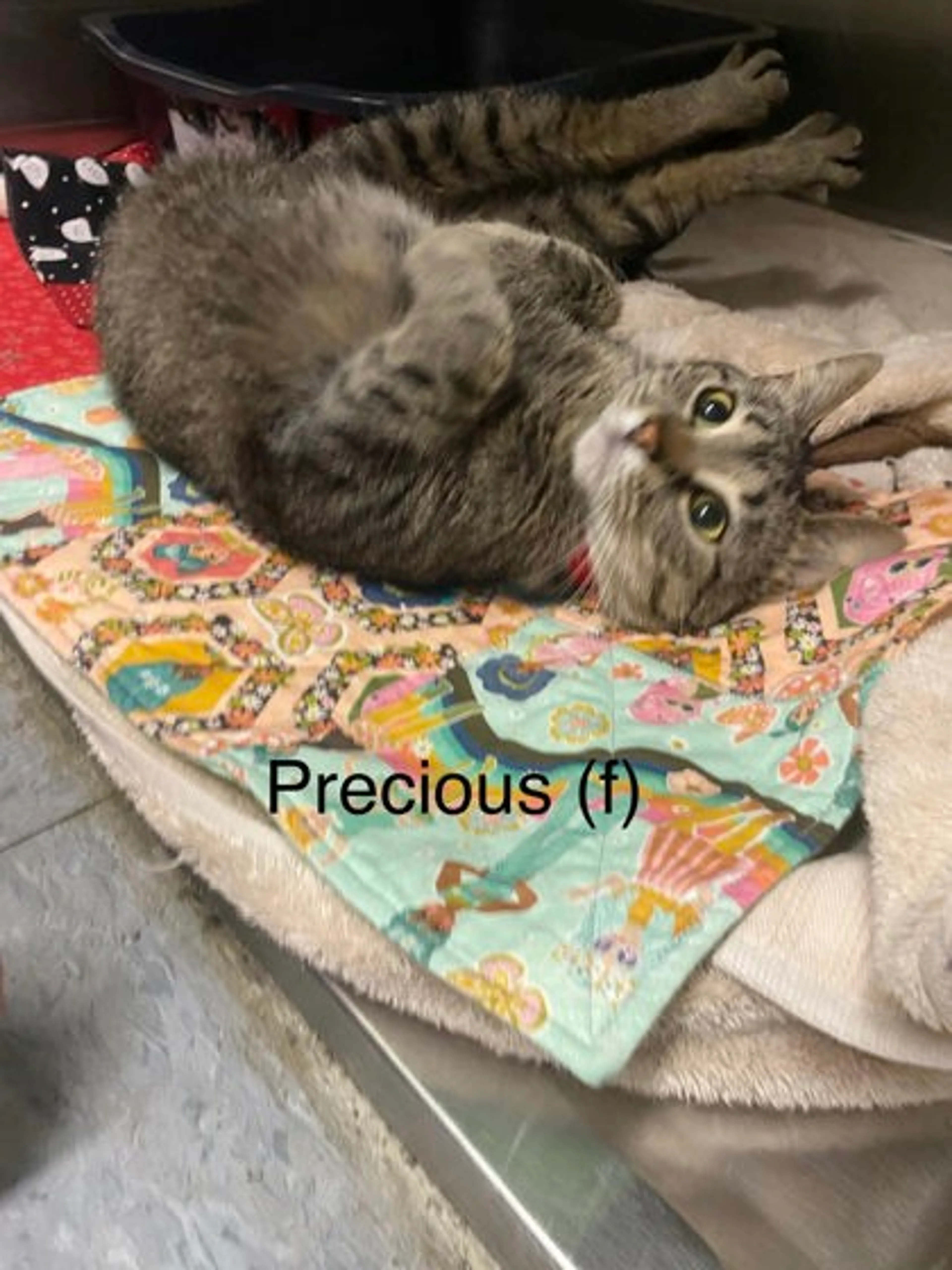 Found pet-0