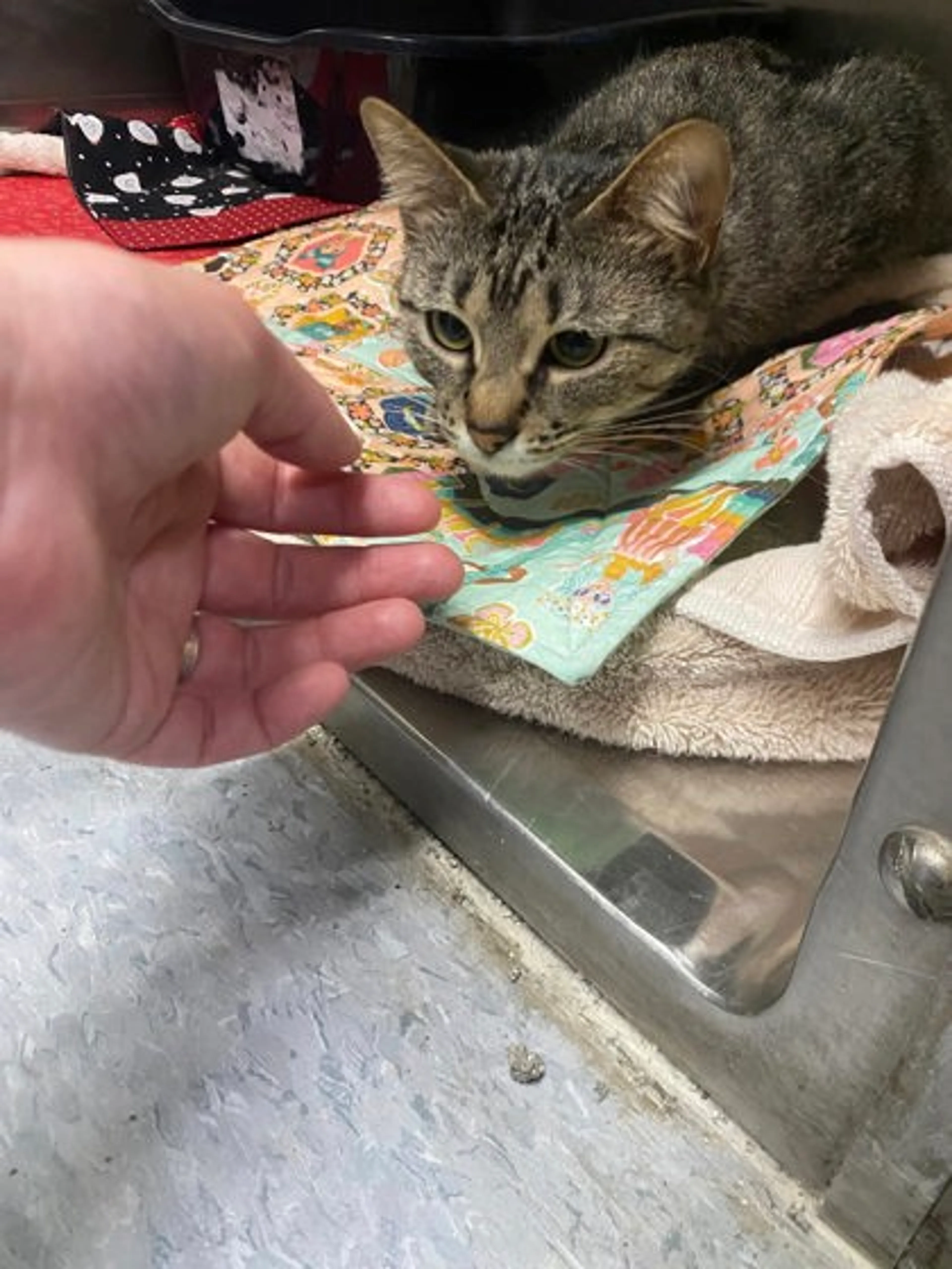 Found pet-1