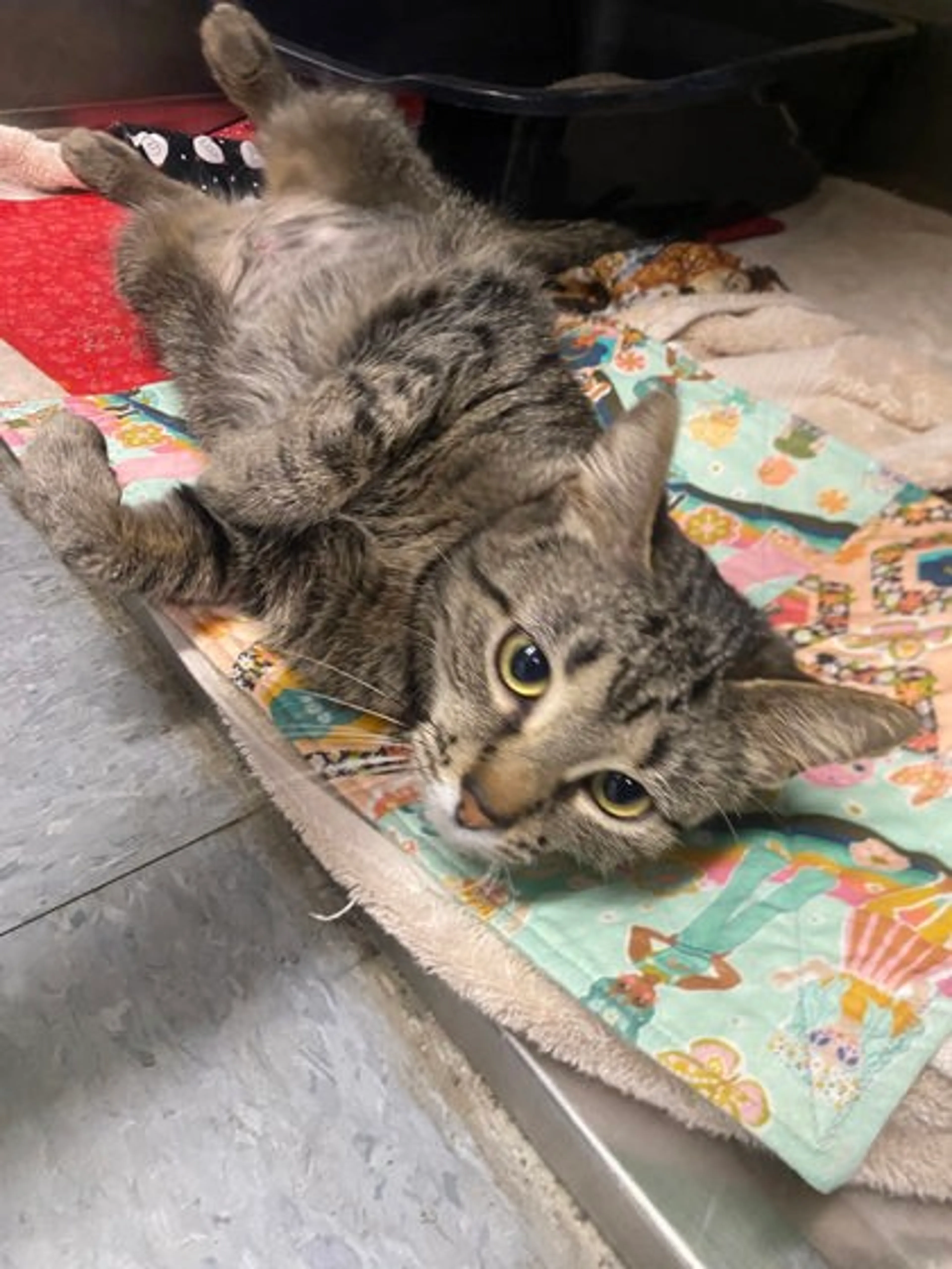Found pet-2