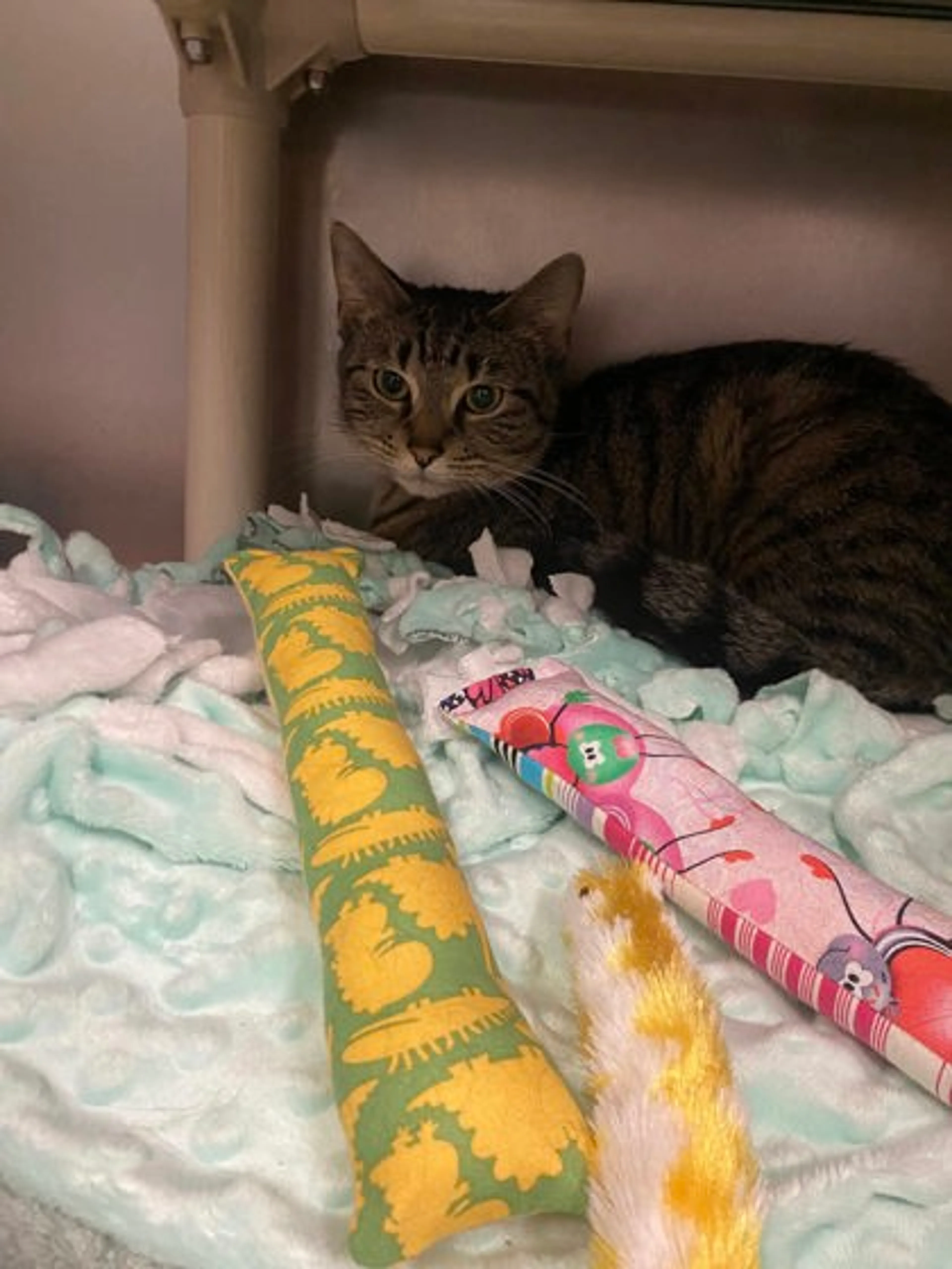 Found pet-1