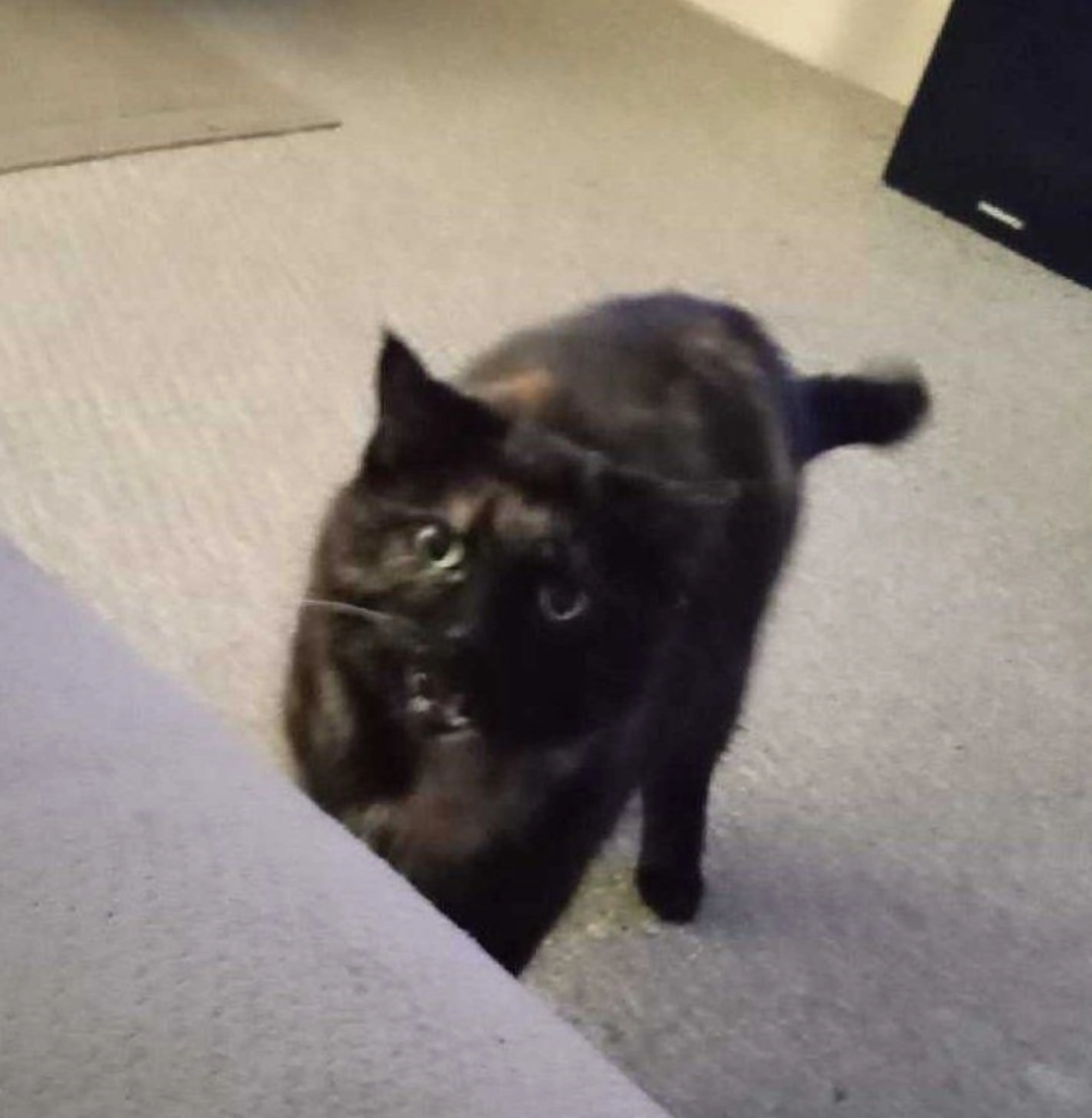 Lost pet-0