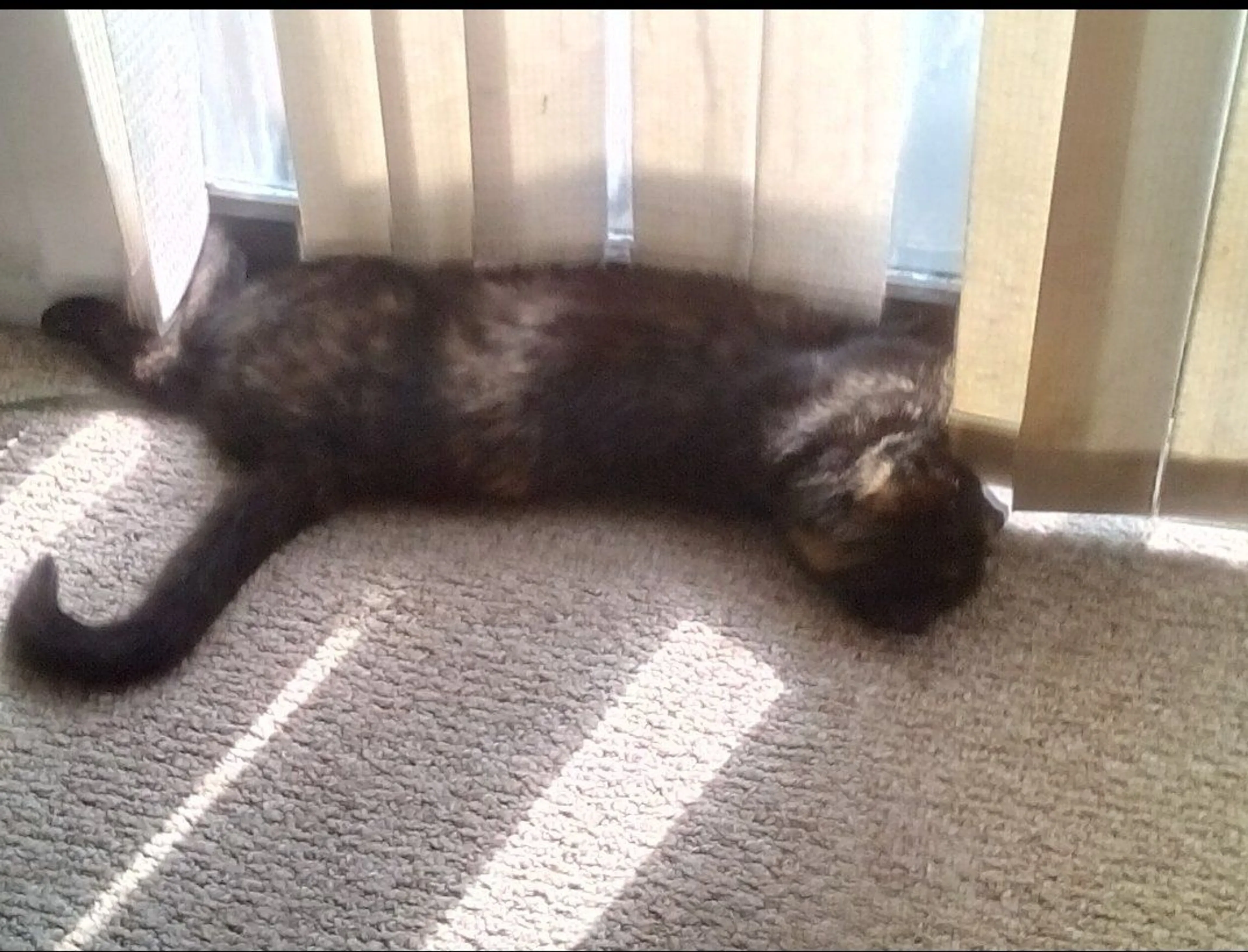 Lost pet-1
