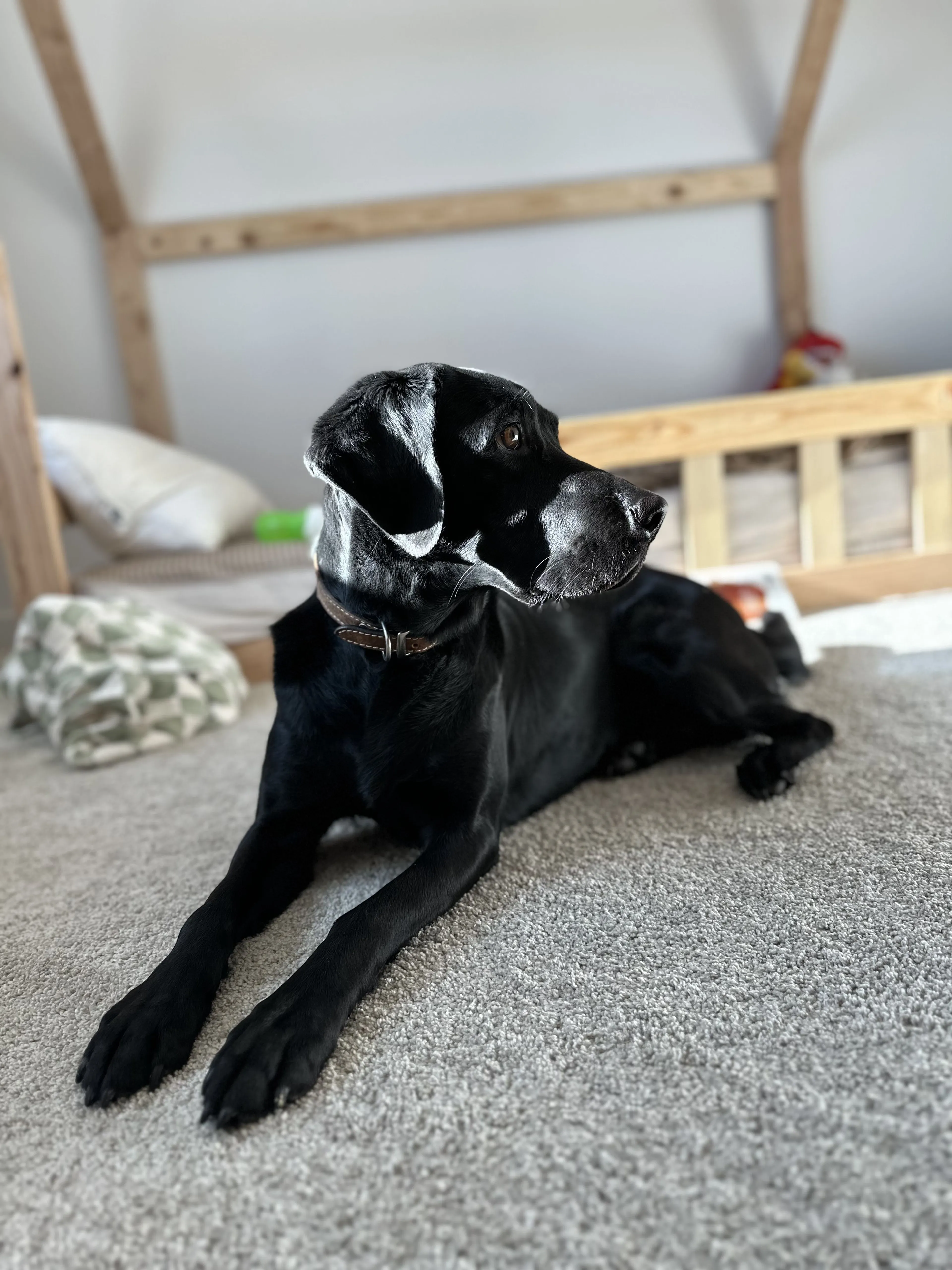 Lost pet-3