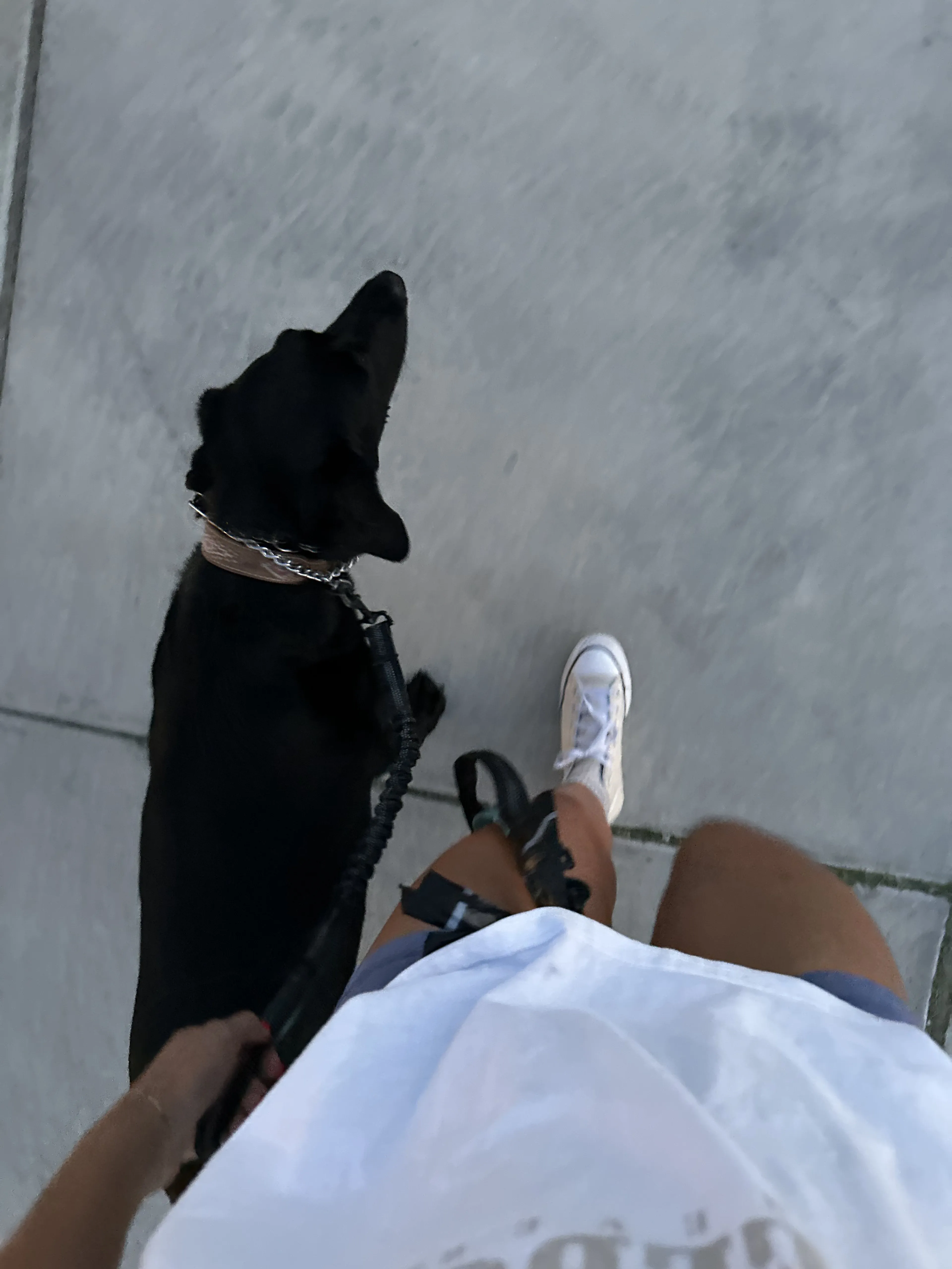 Lost pet-0