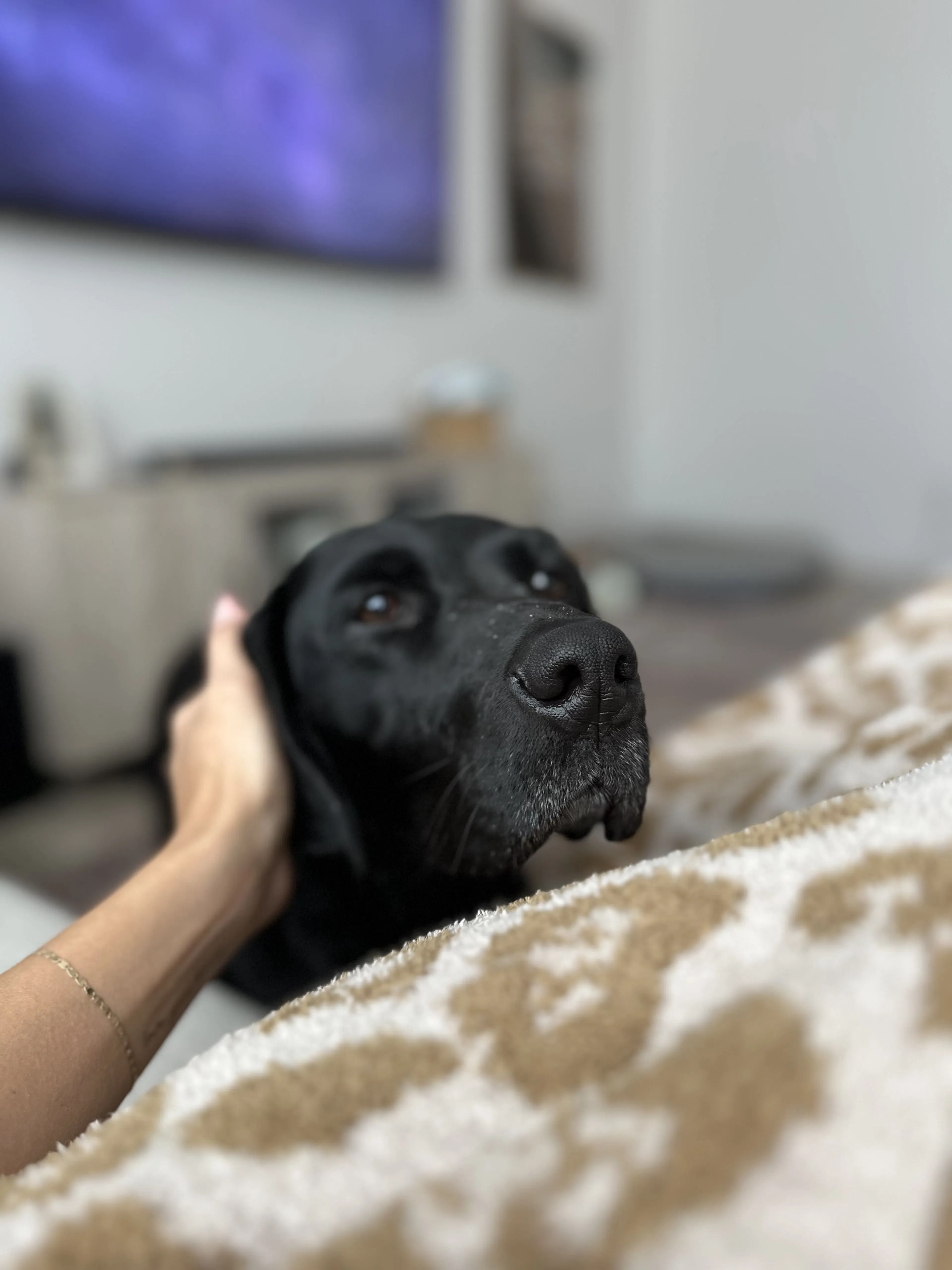 Lost pet-1