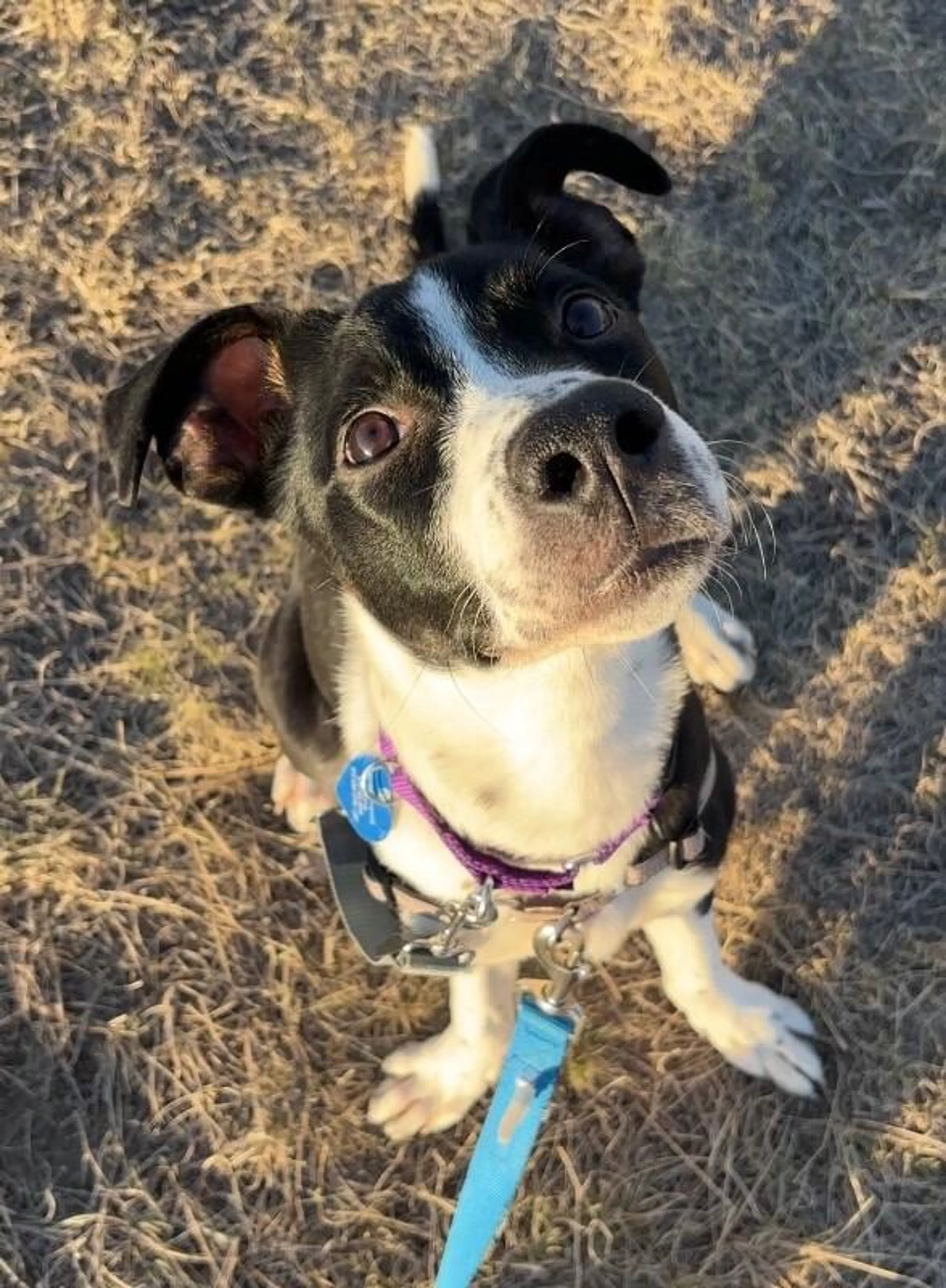 Found pet-2