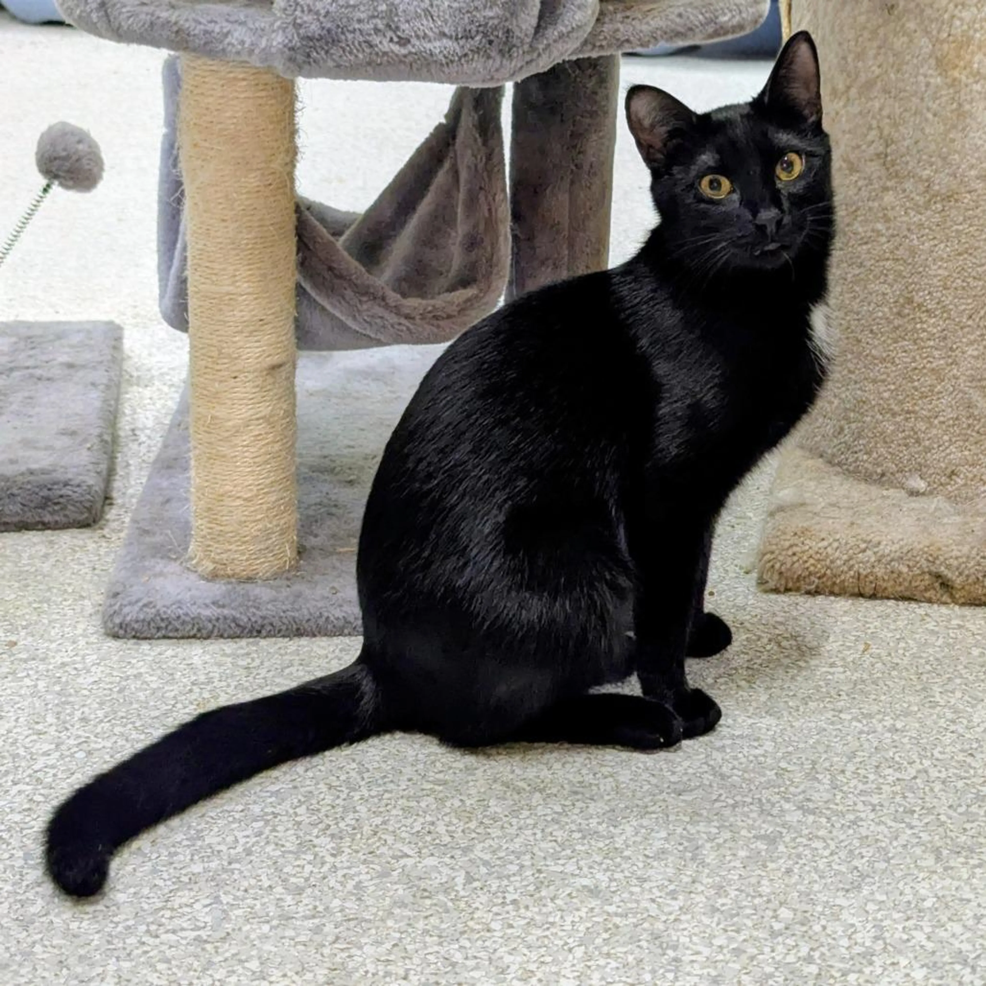 Found pet-1