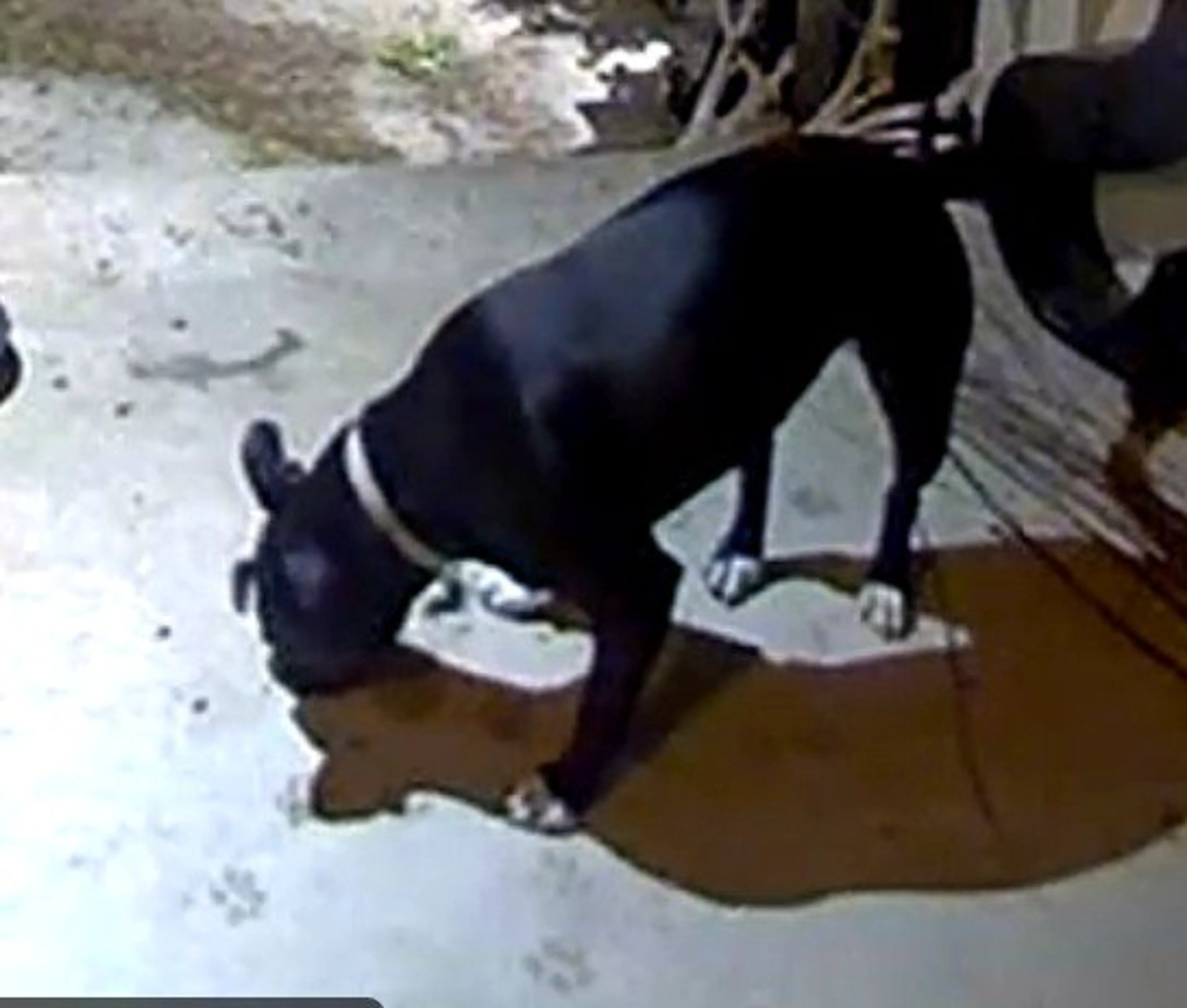 Lost pet-3