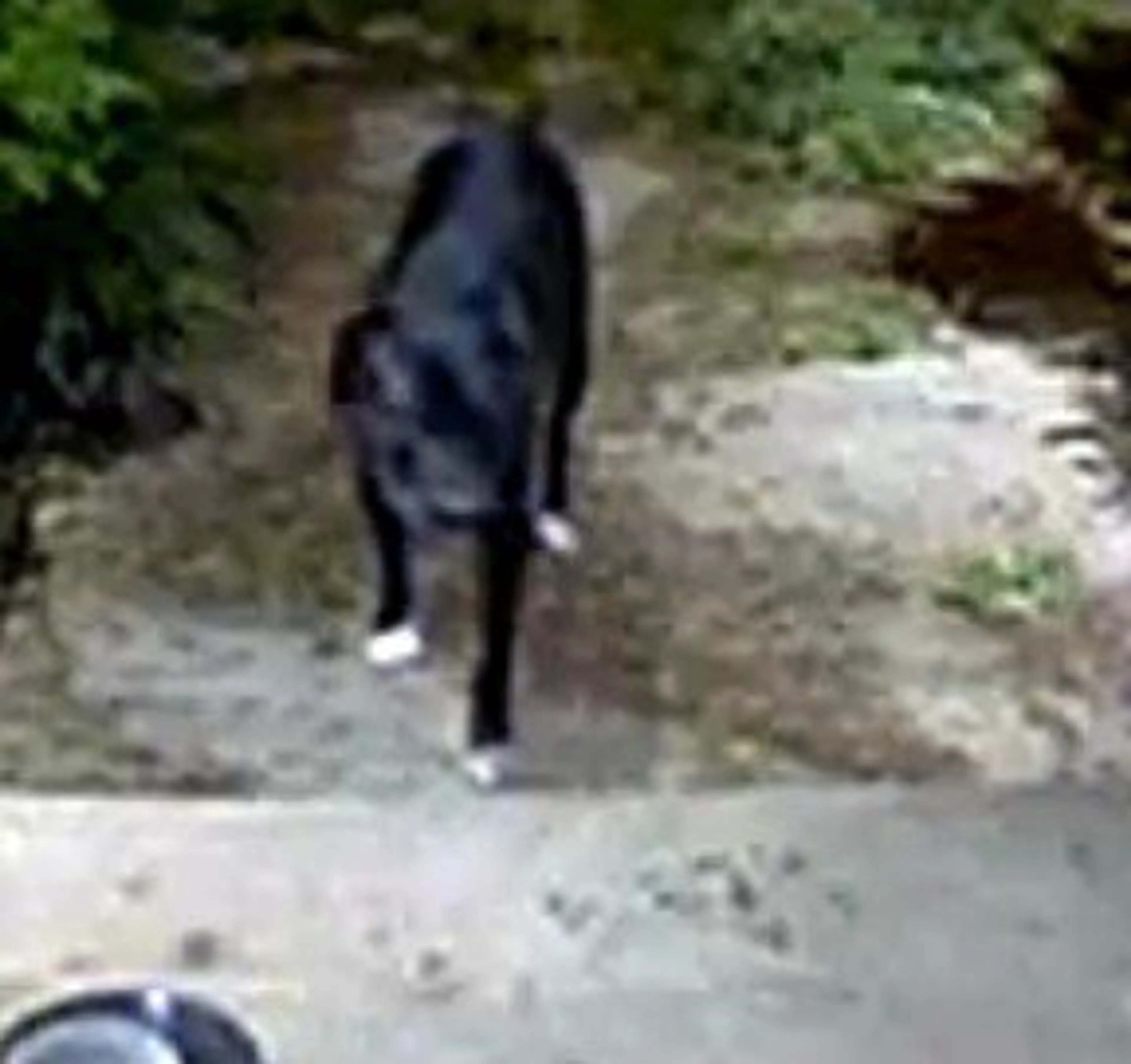 Lost pet-2