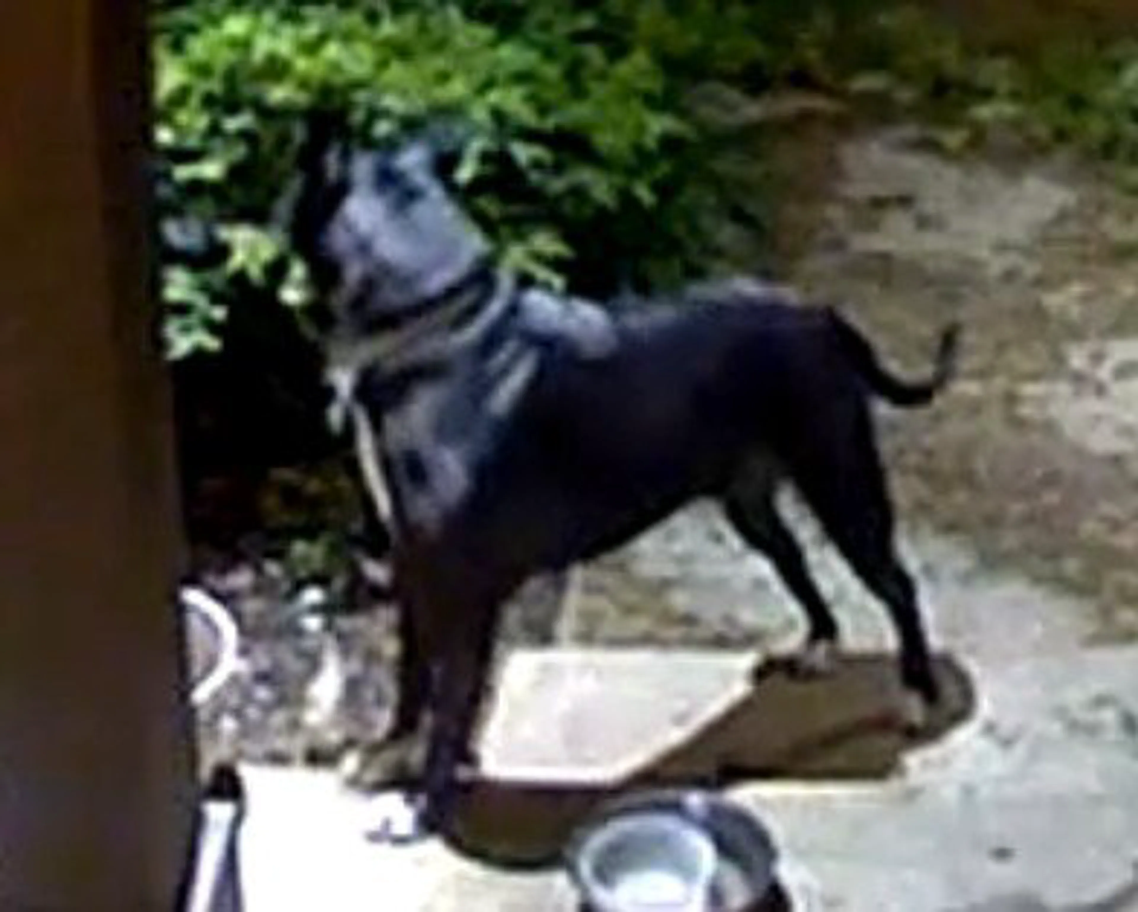 Lost pet-1