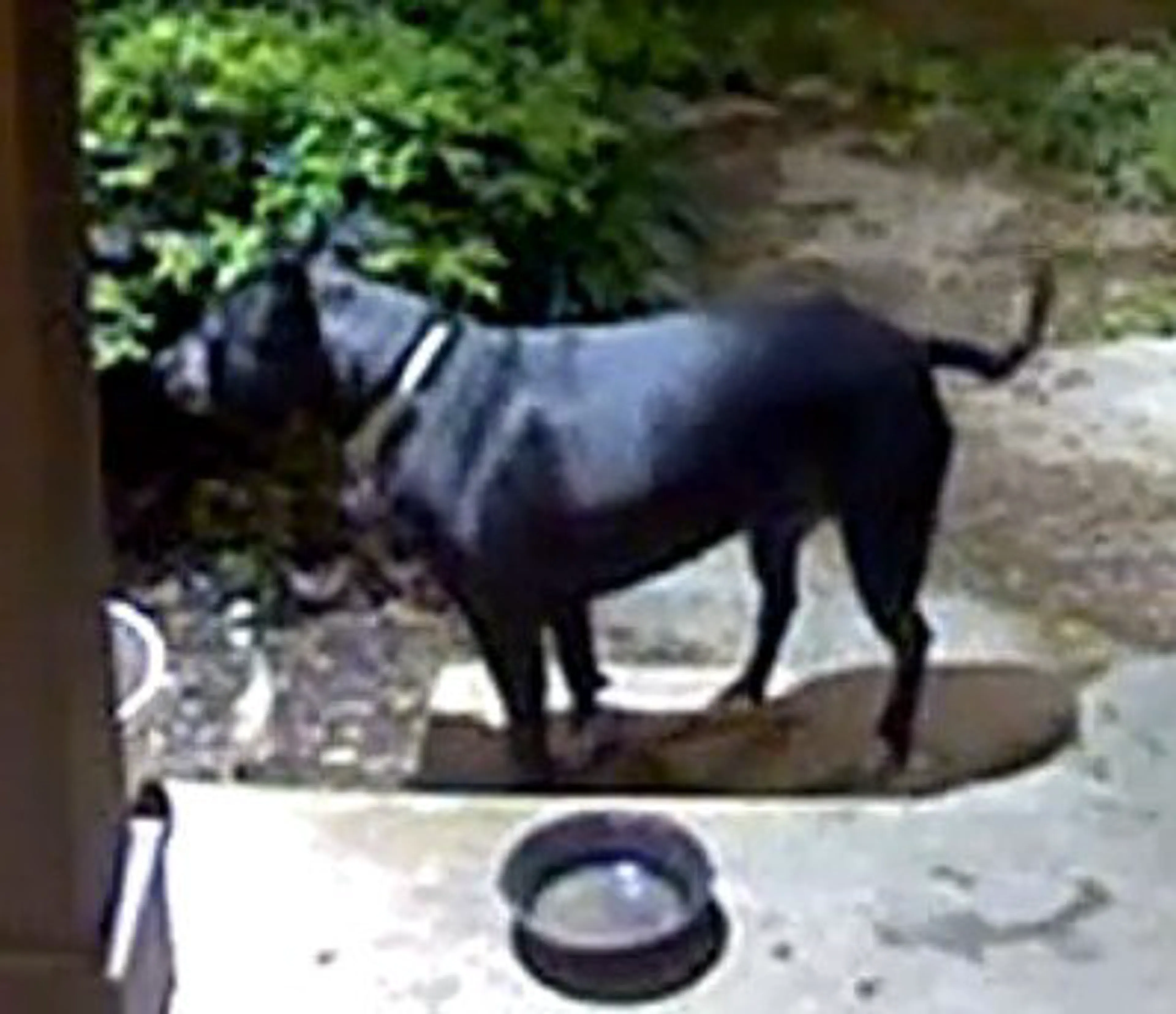 Lost pet-0