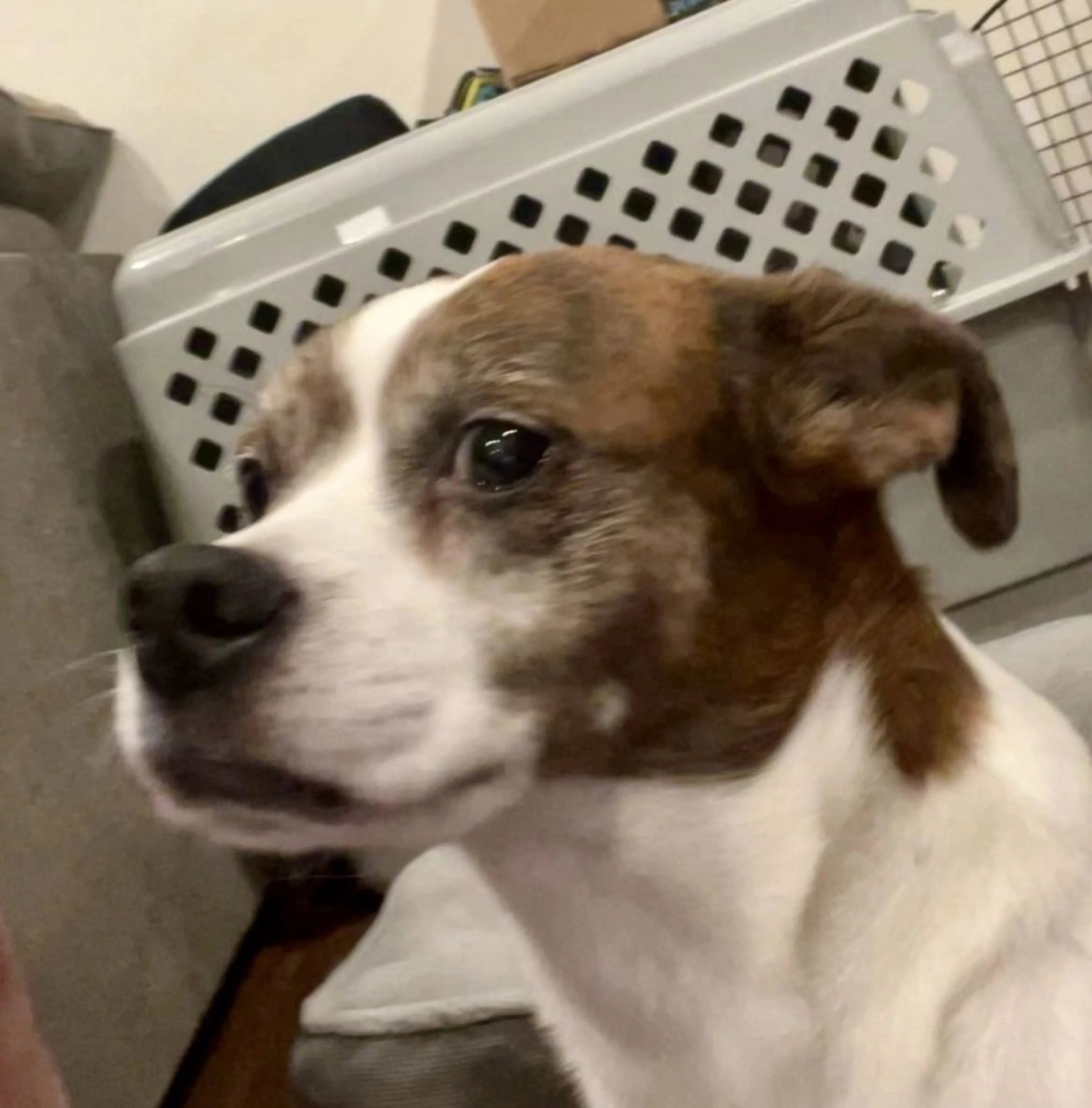 Lost pet-1
