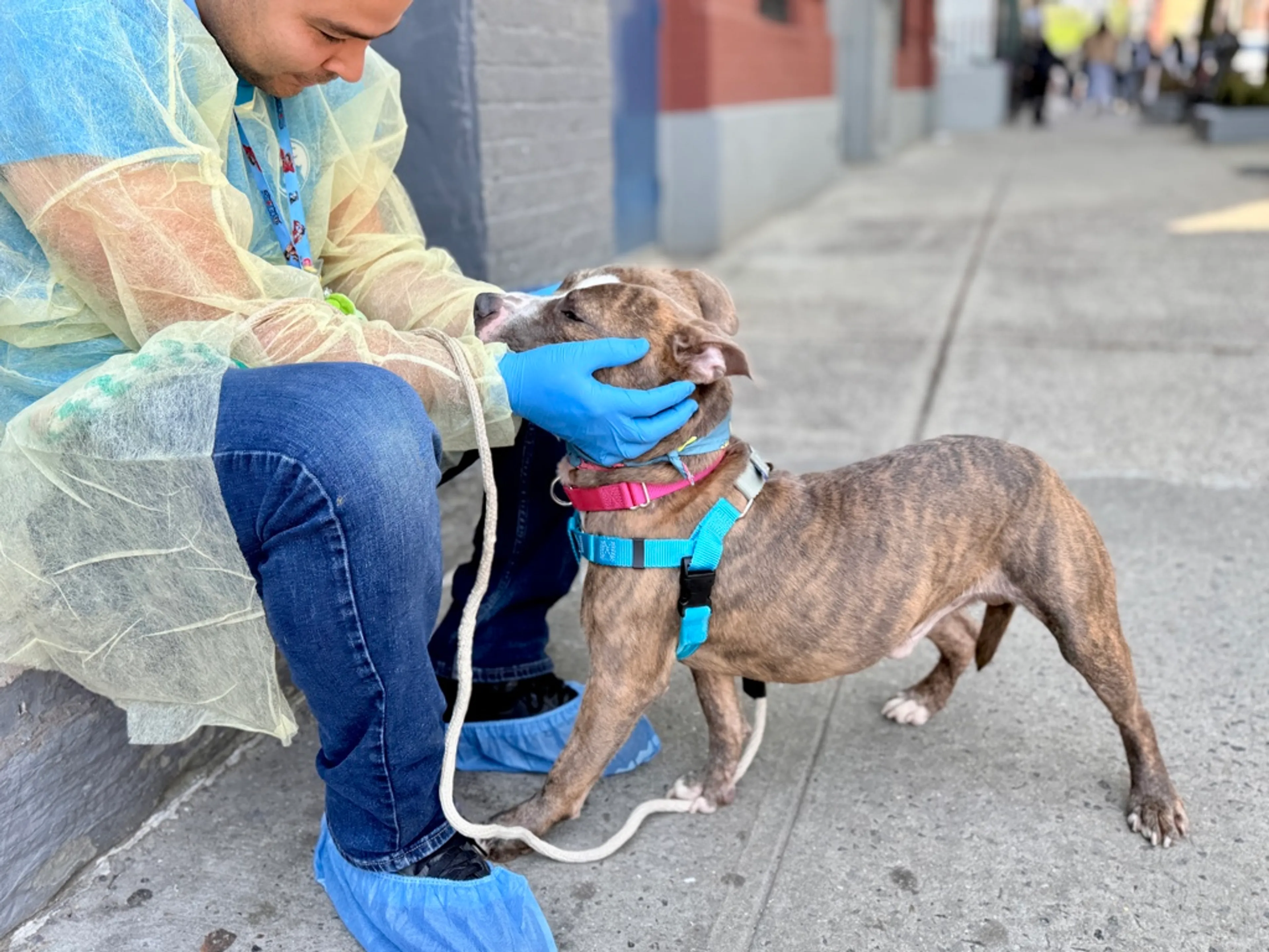 Found pet-6