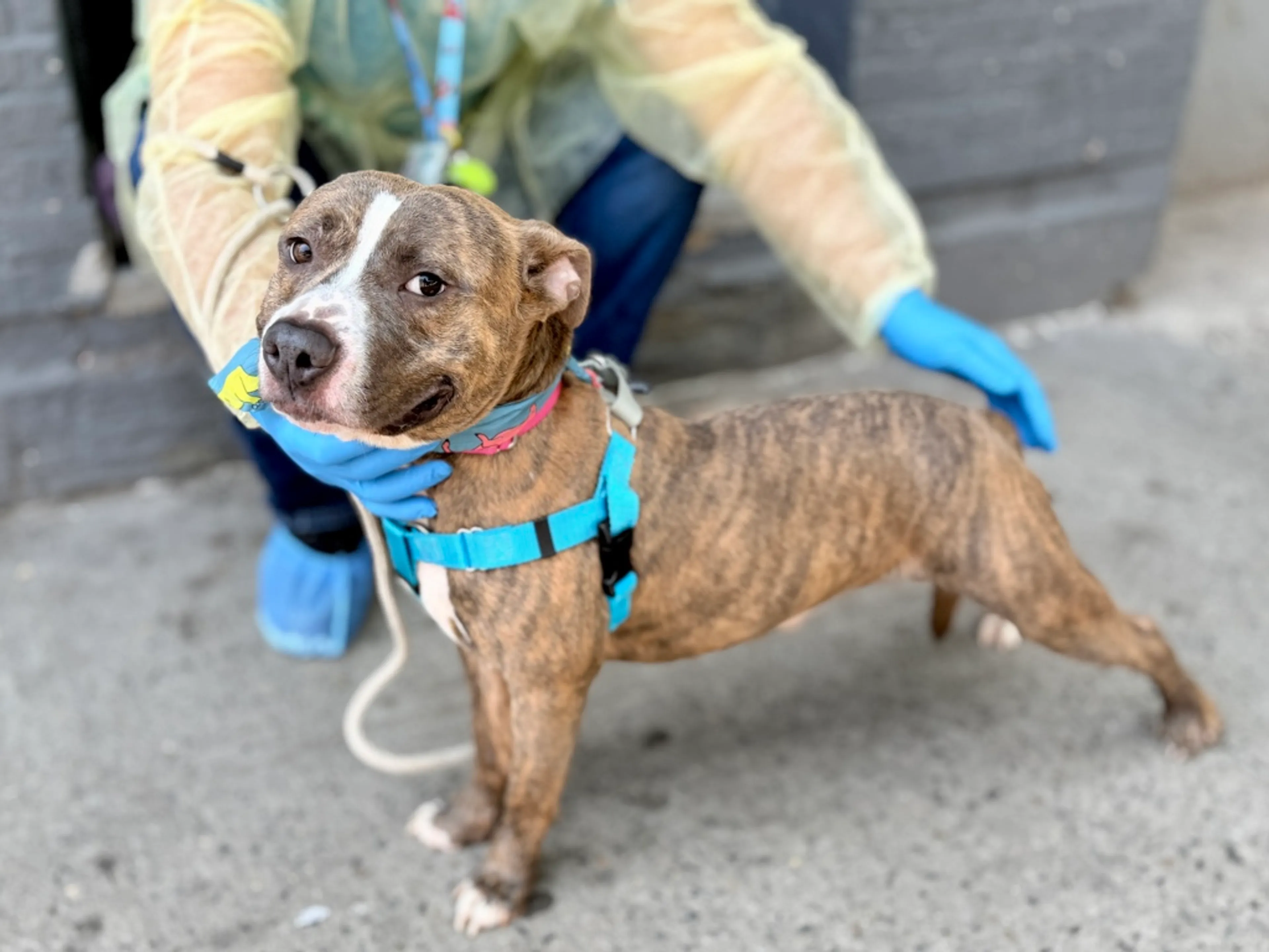 Found pet-4