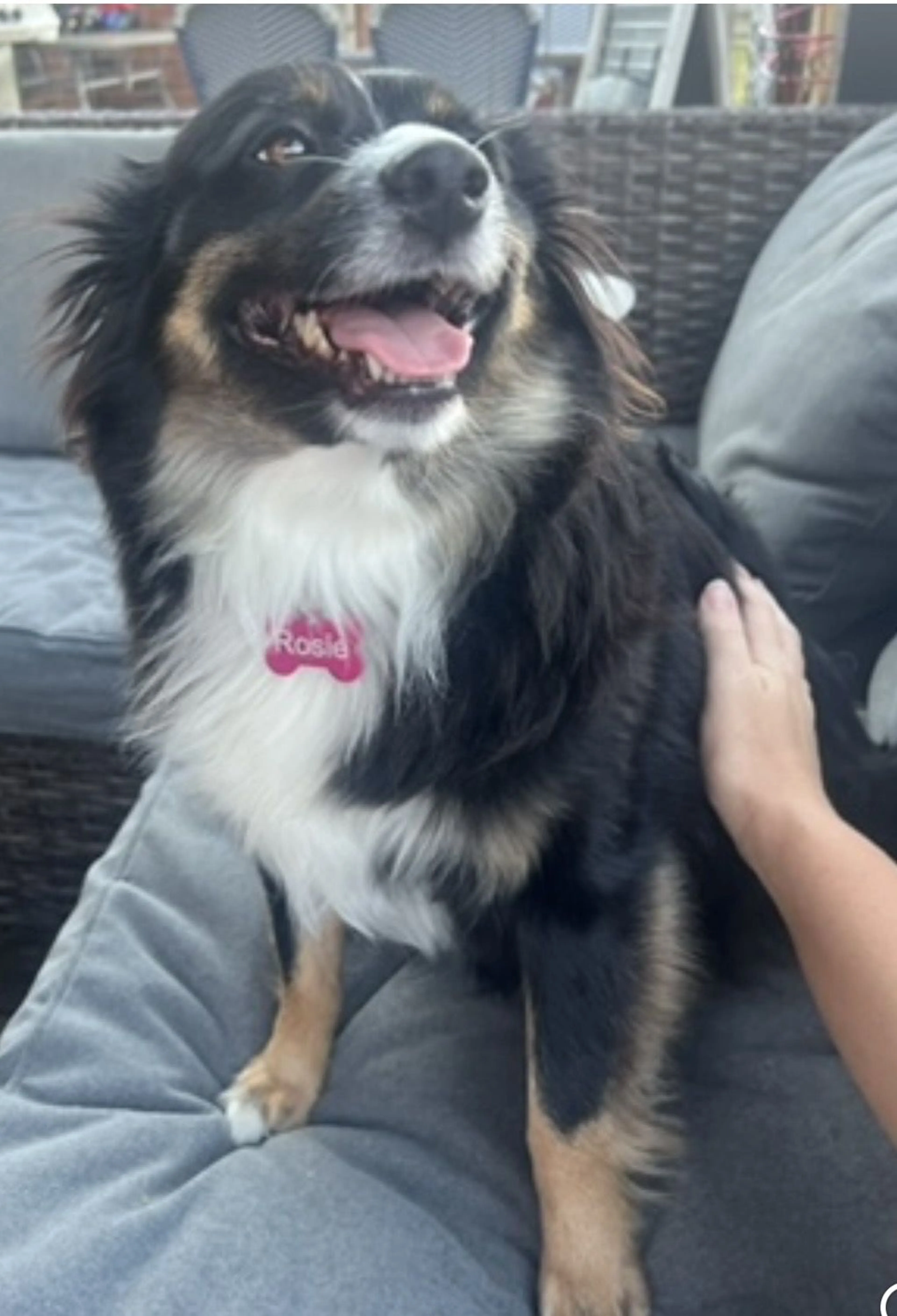 Lost pet