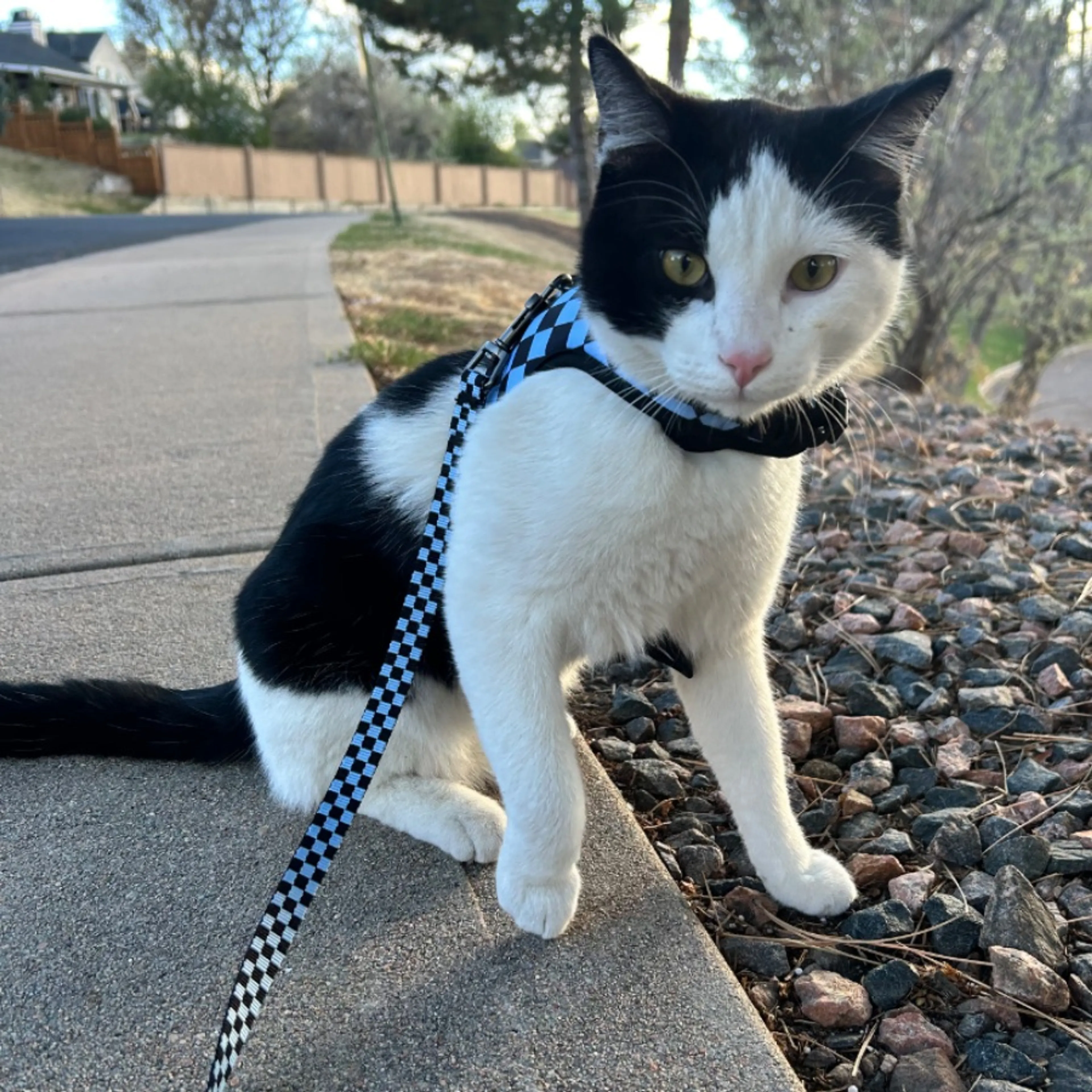 Found pet