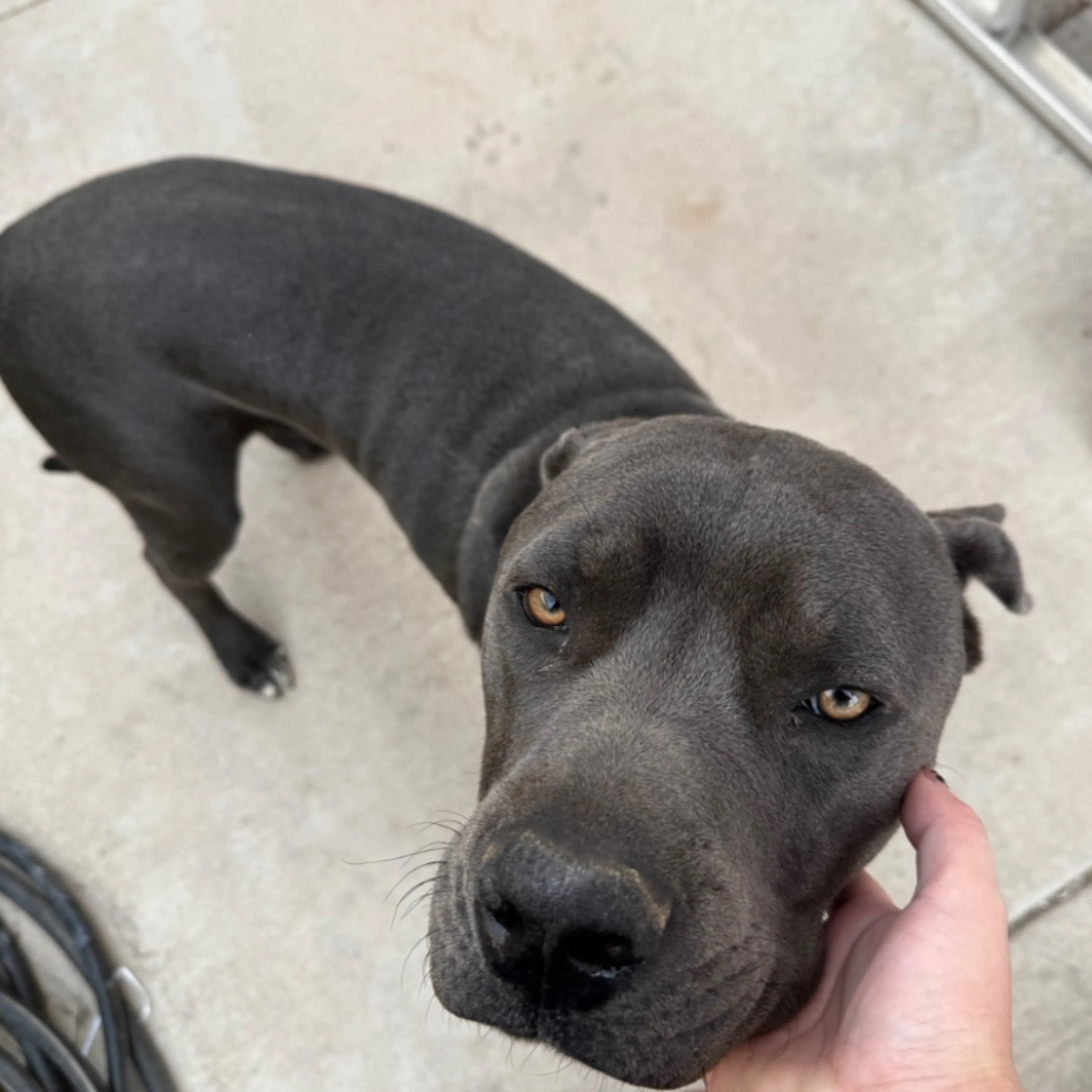 Found pet