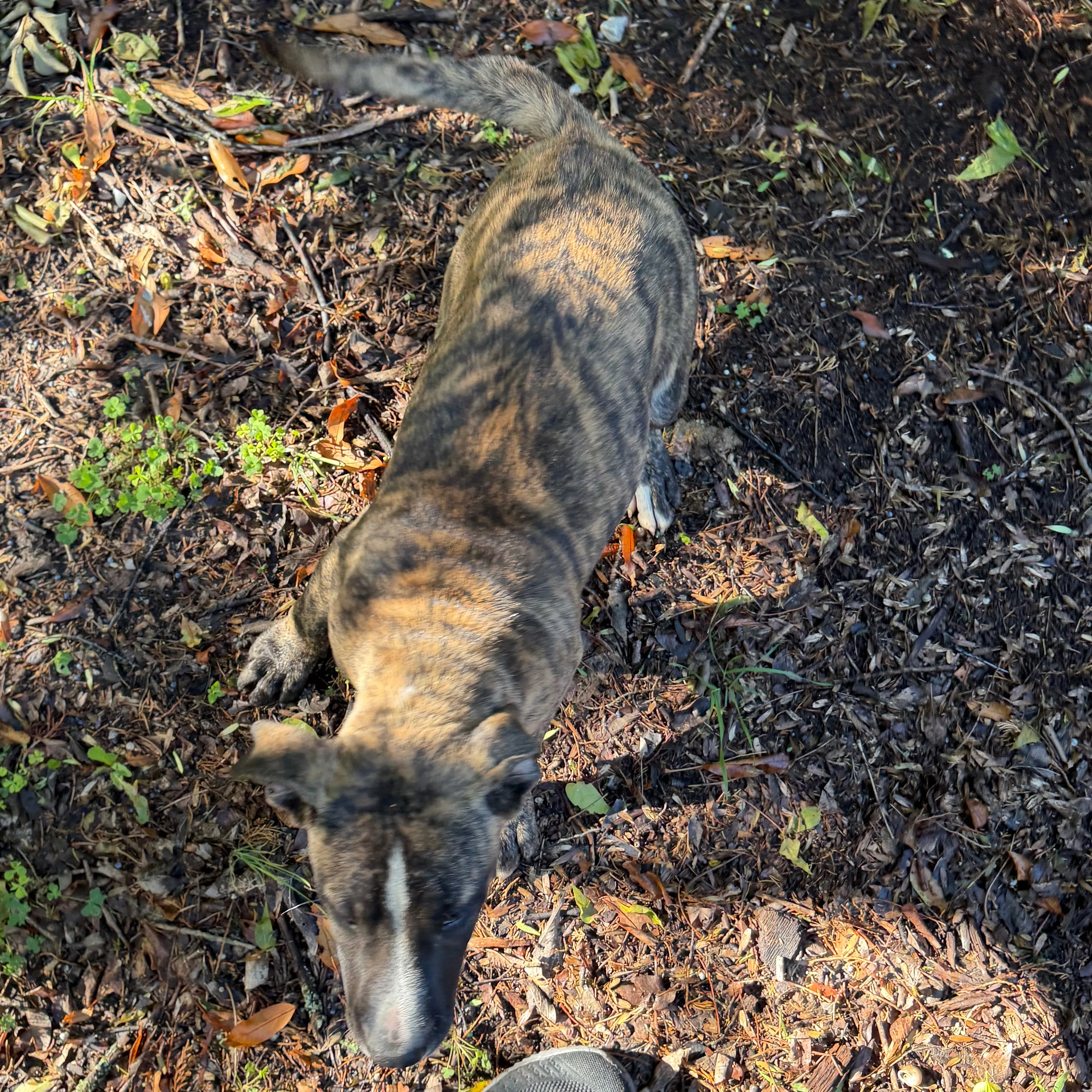 Found pet-3
