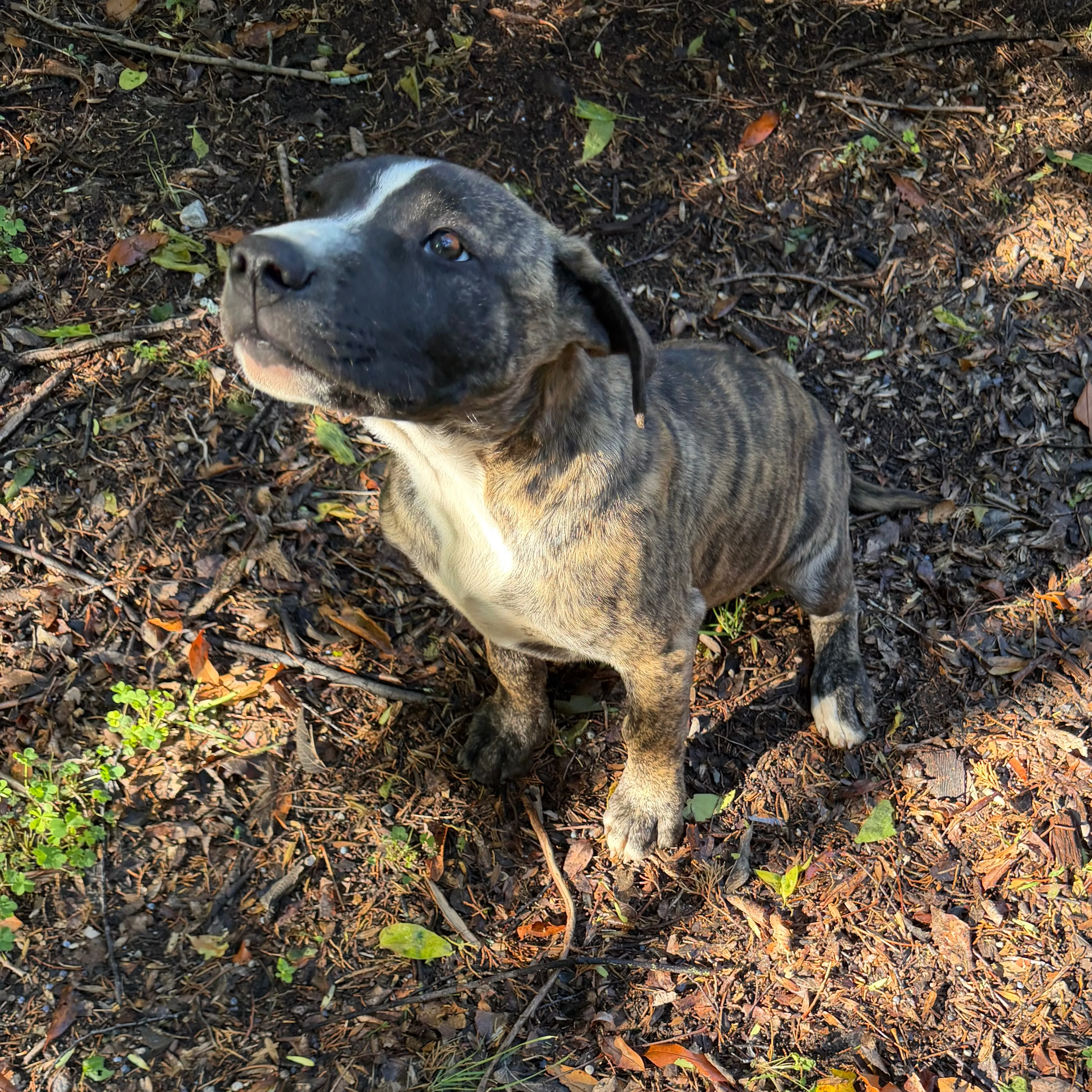 Found pet-1