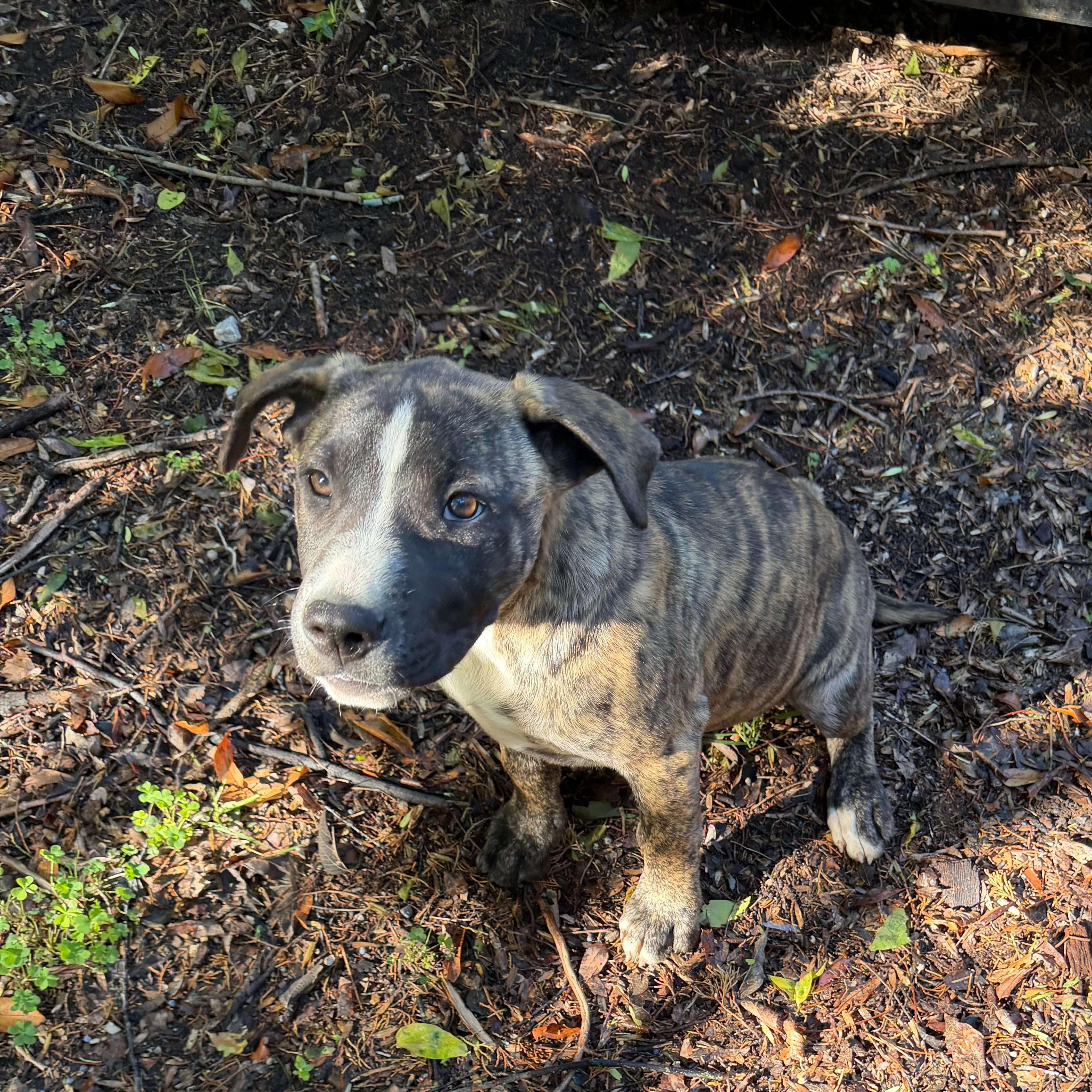 Found pet-2
