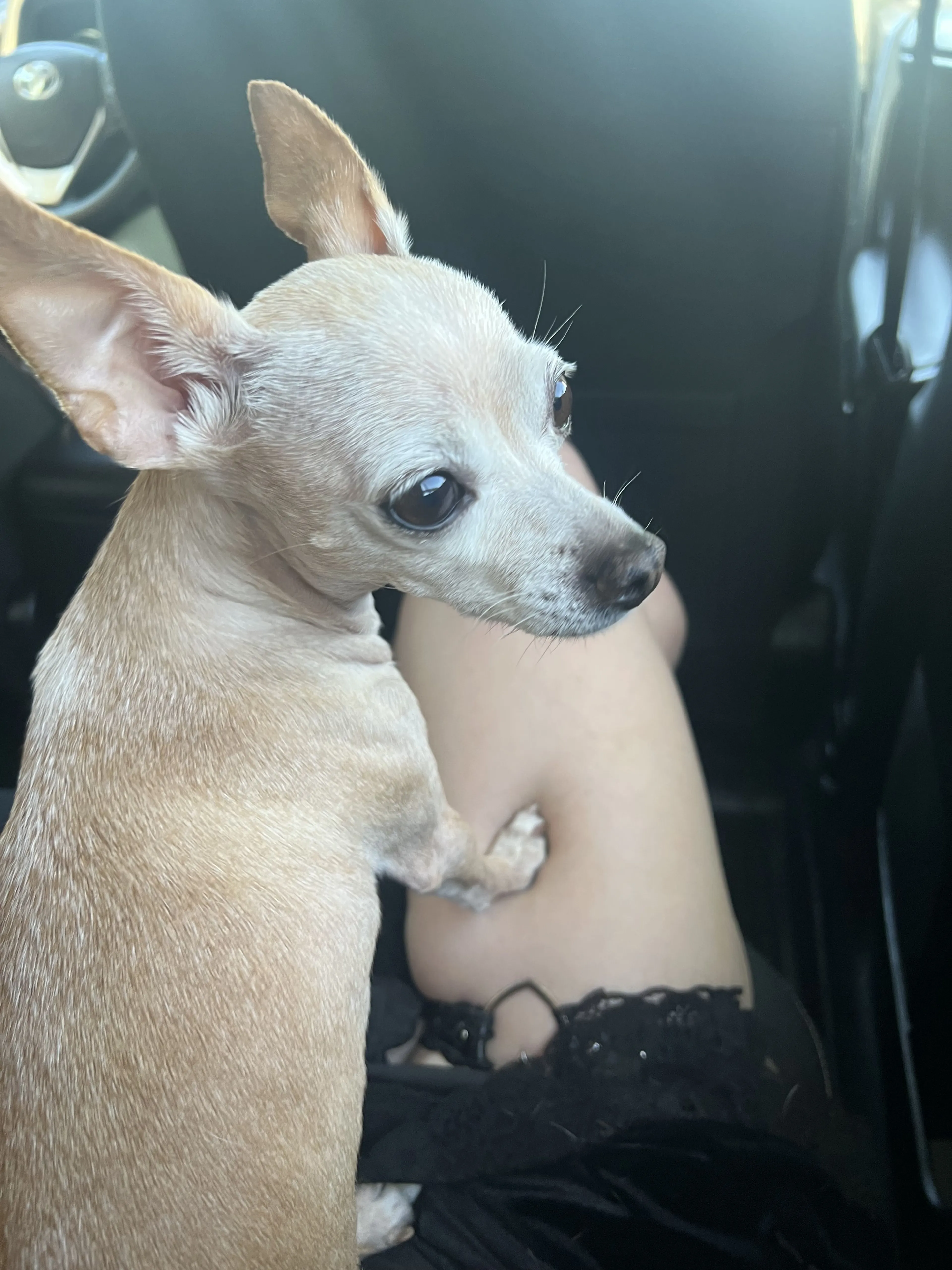 Lost pet-3