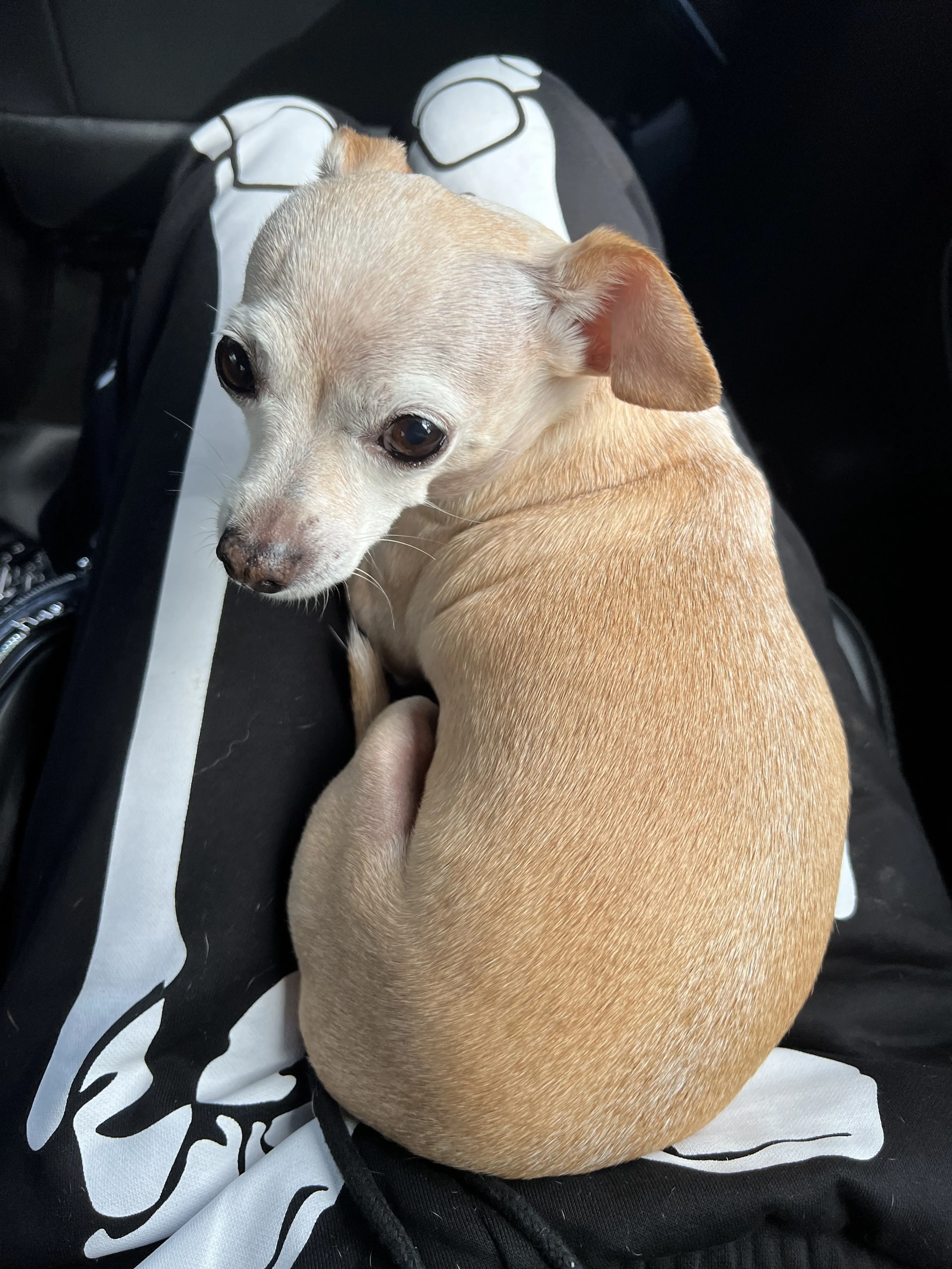 Lost pet-0