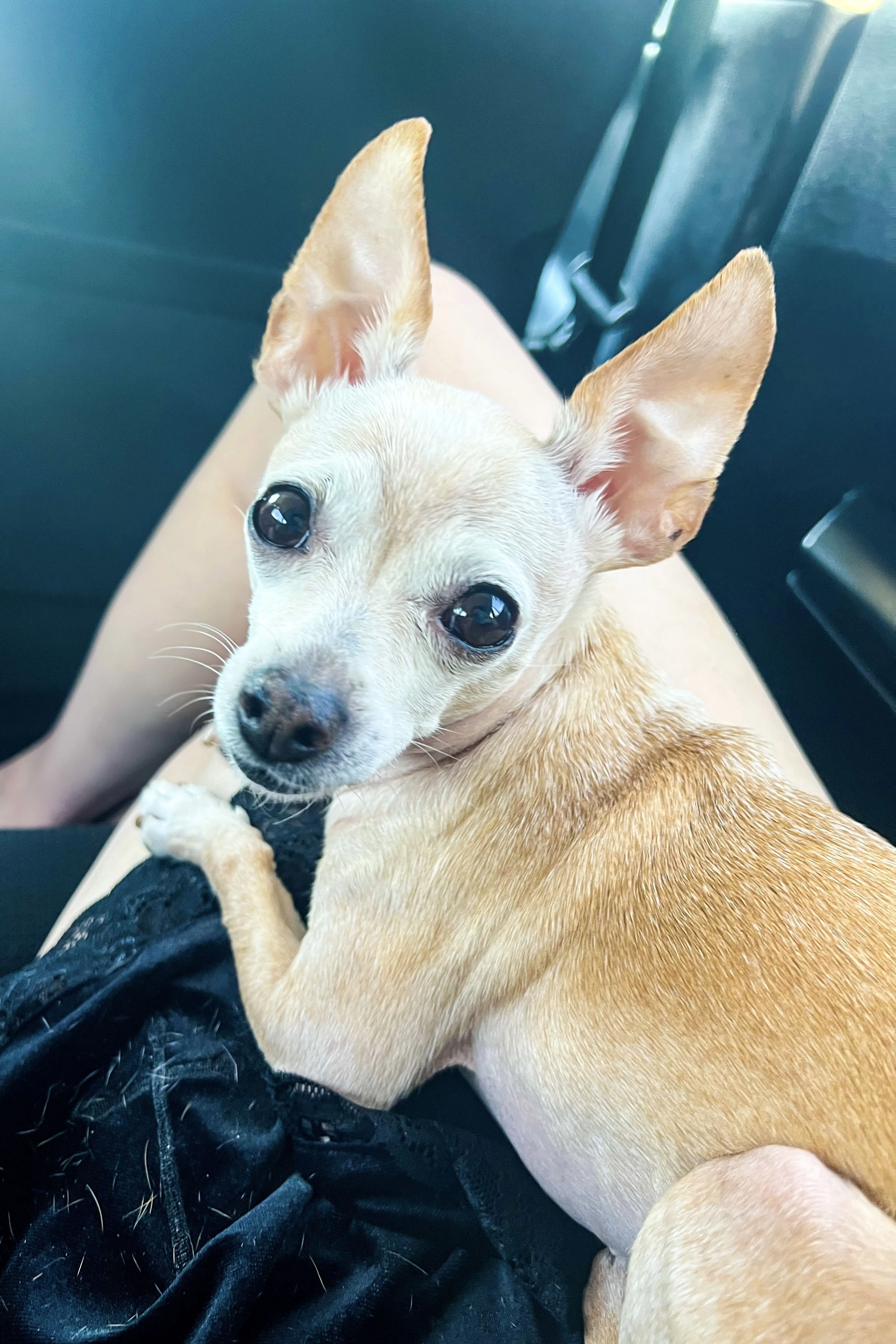 Lost pet-2