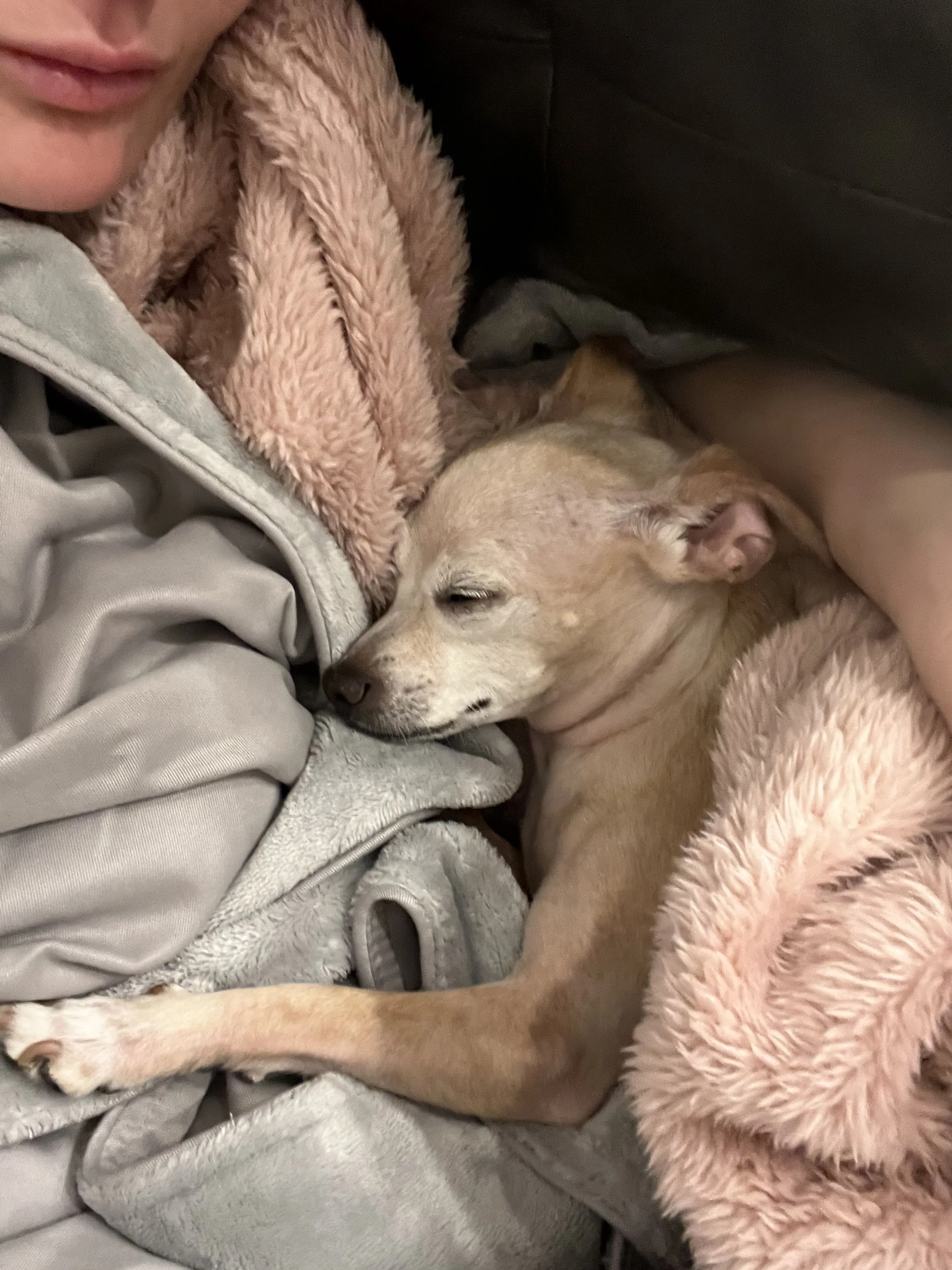 Lost pet-4