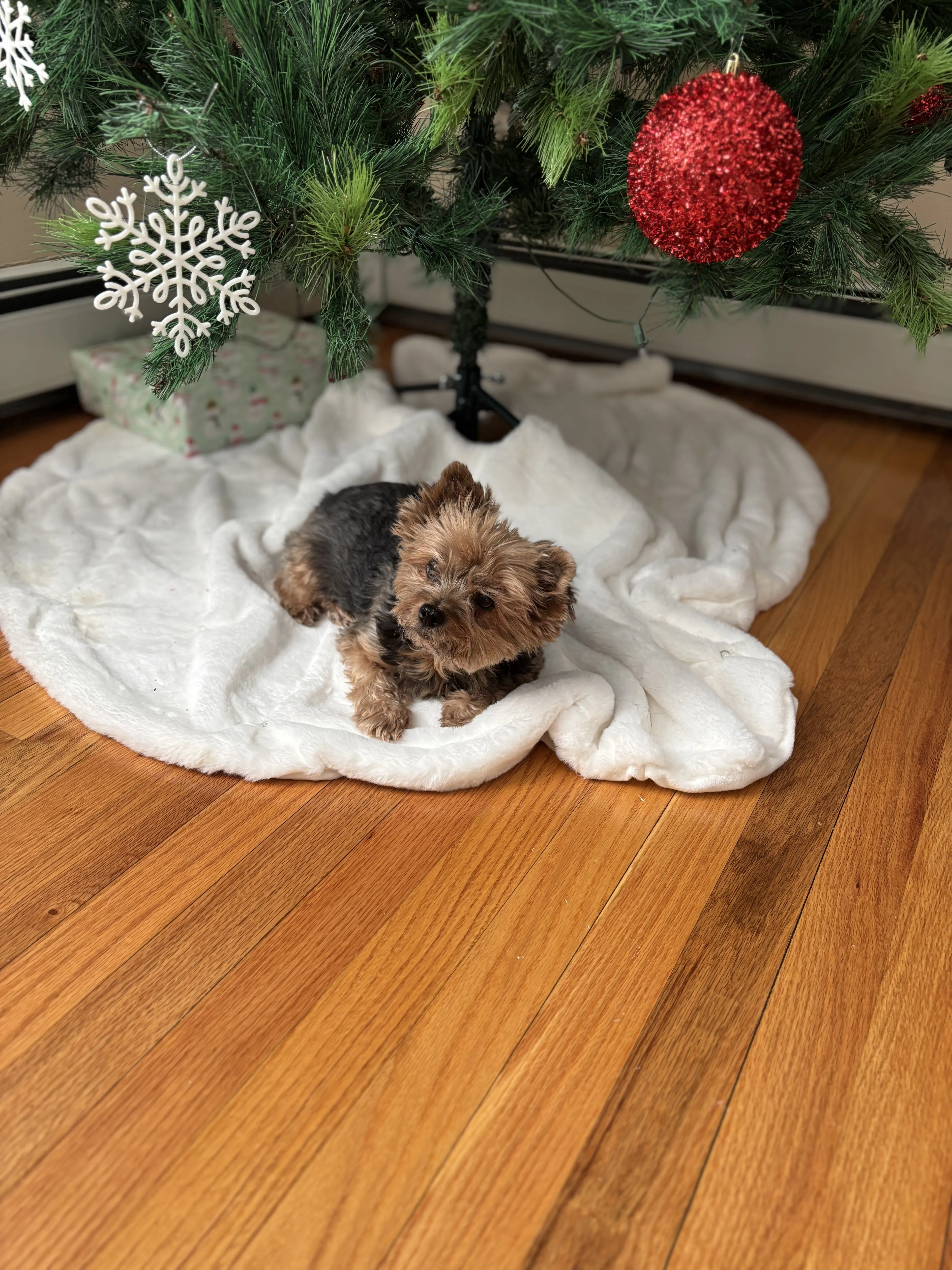 Lost pet-1