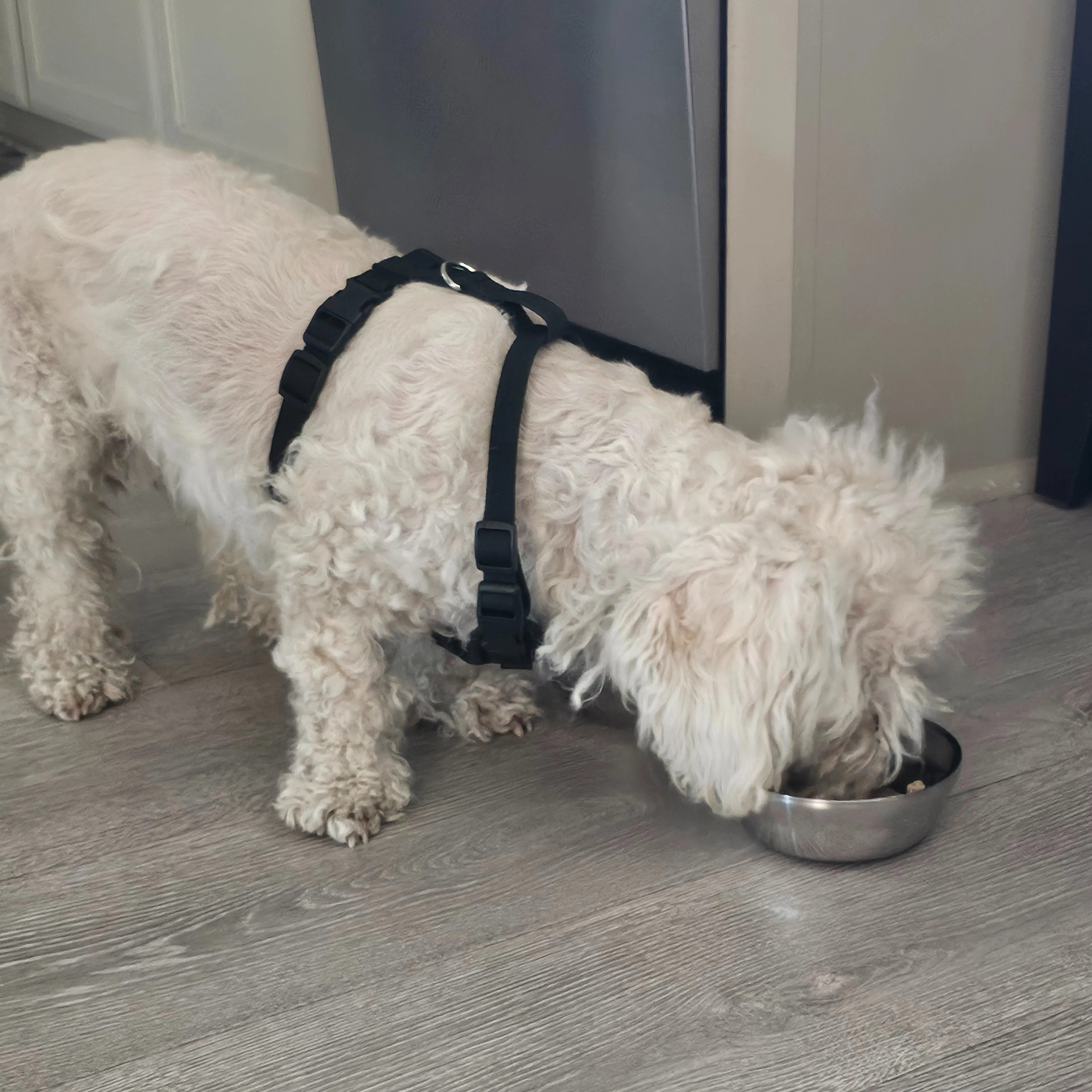 Found pet-1