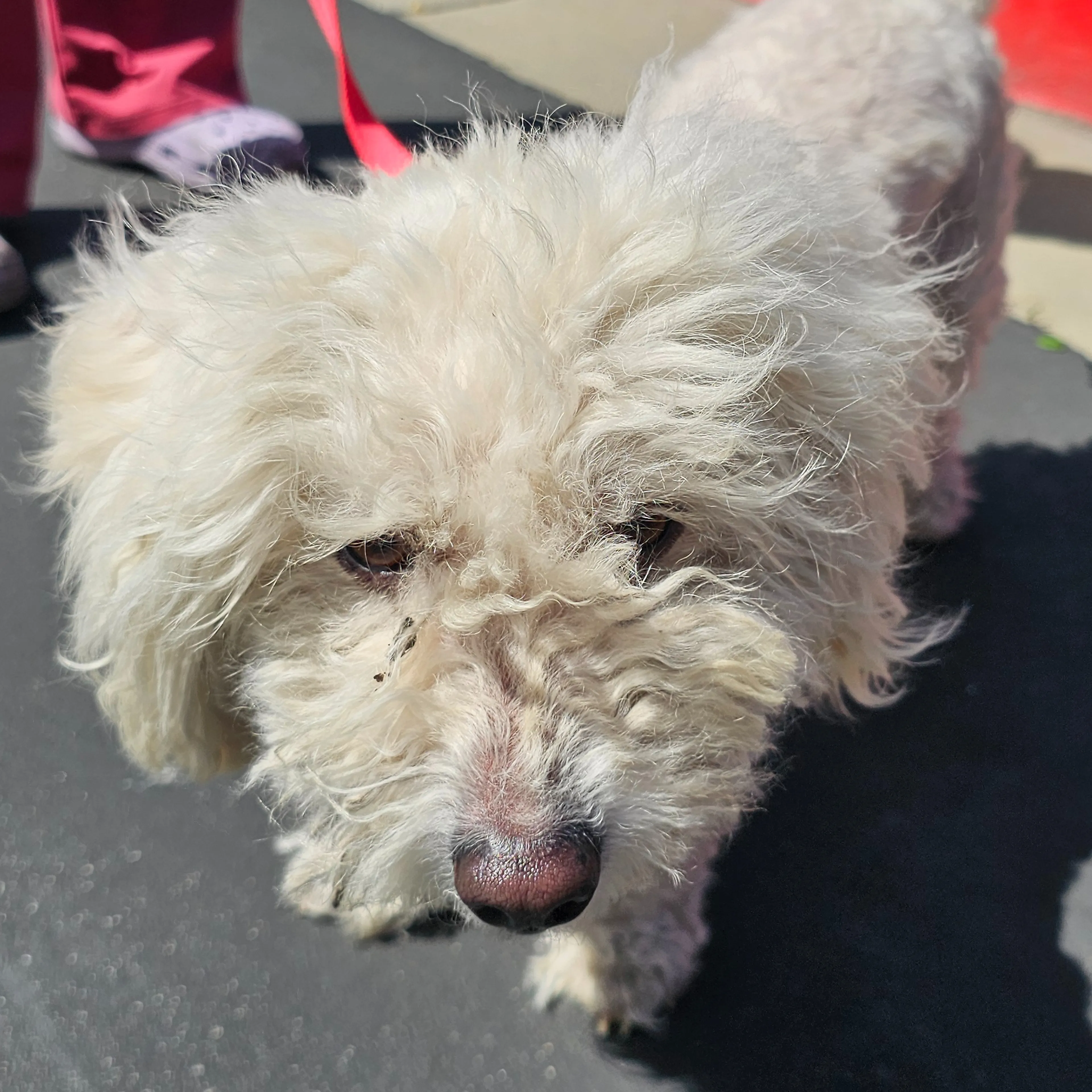 Found pet-2
